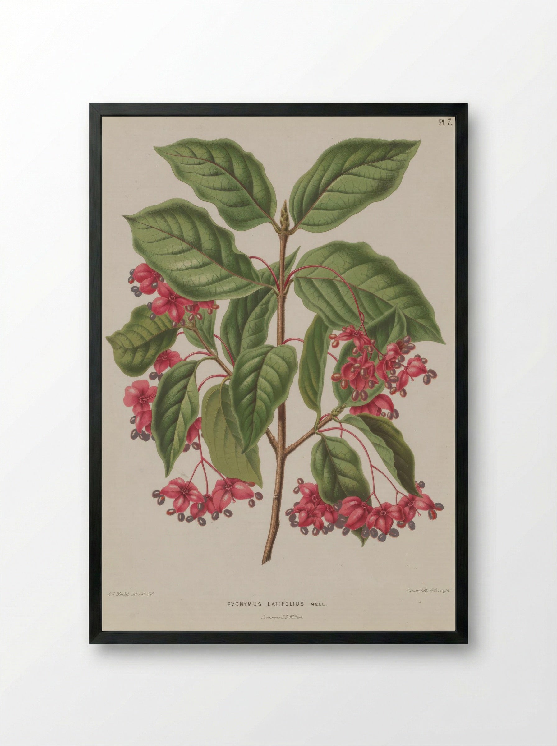 Euonymus Europaeus Var. Latifolius L. - A. J. Wendel - Framed Print Black