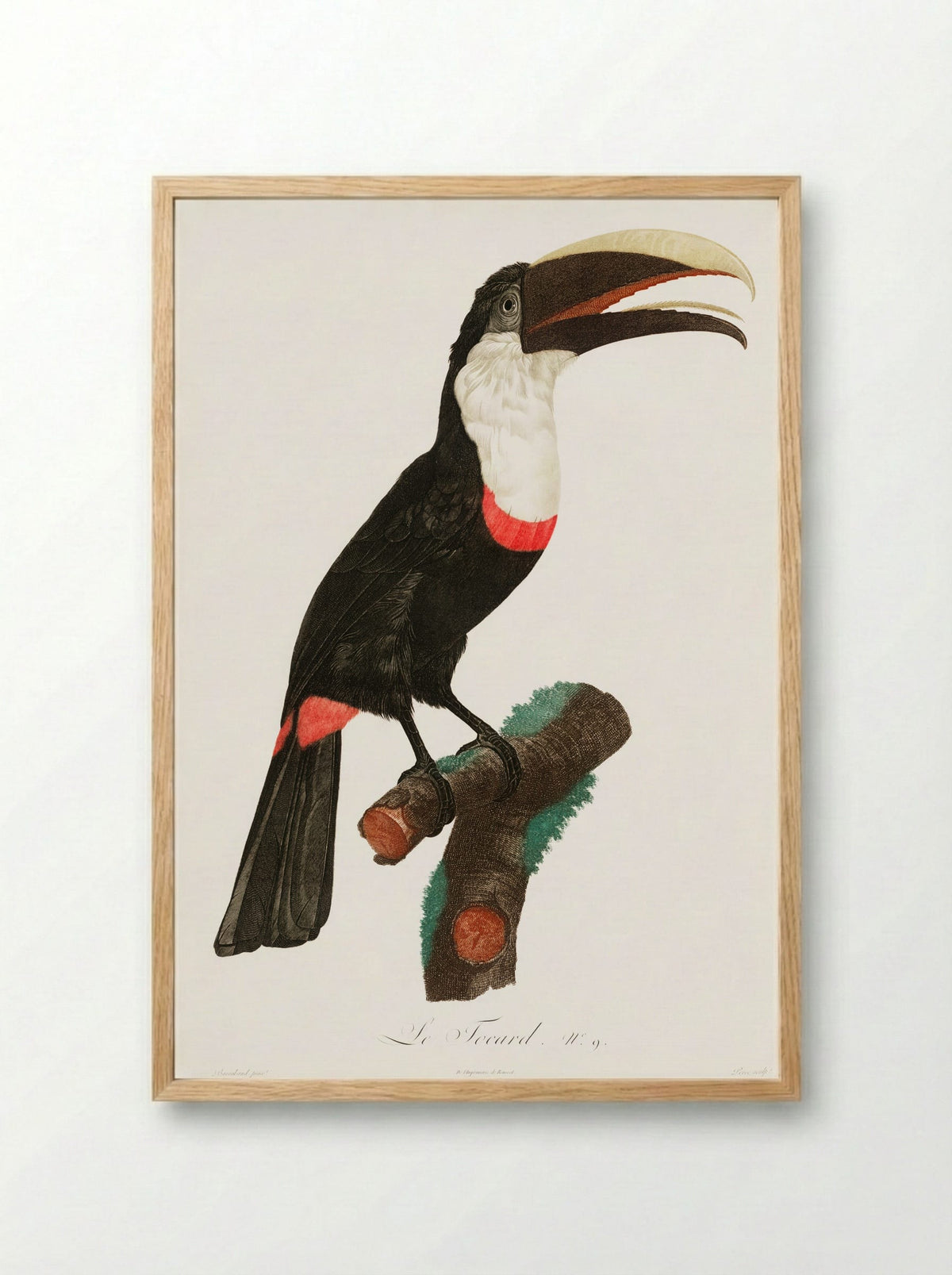 Toco Toucan - Jacques Barraband - Framed Print Wood