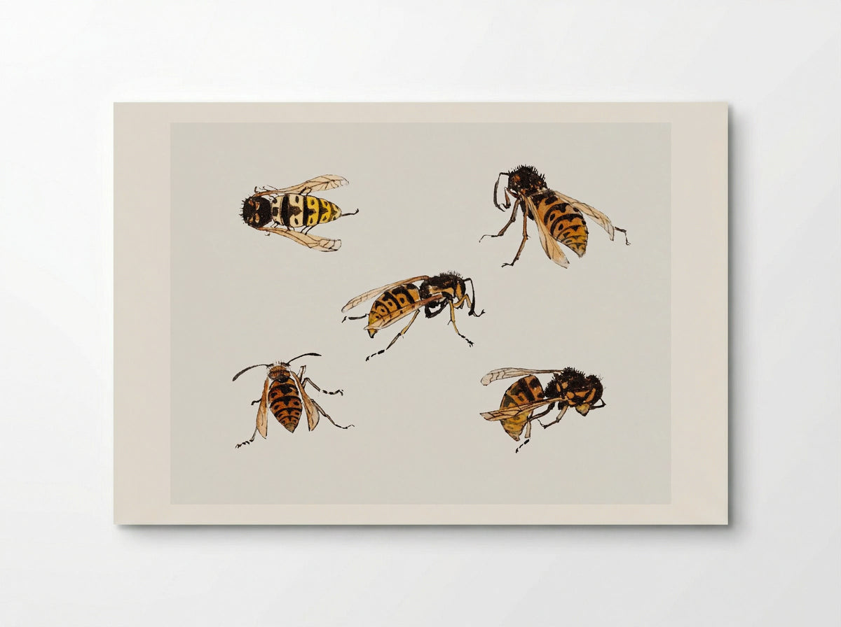 Studies of Wasps - Julie de Graag - Poster