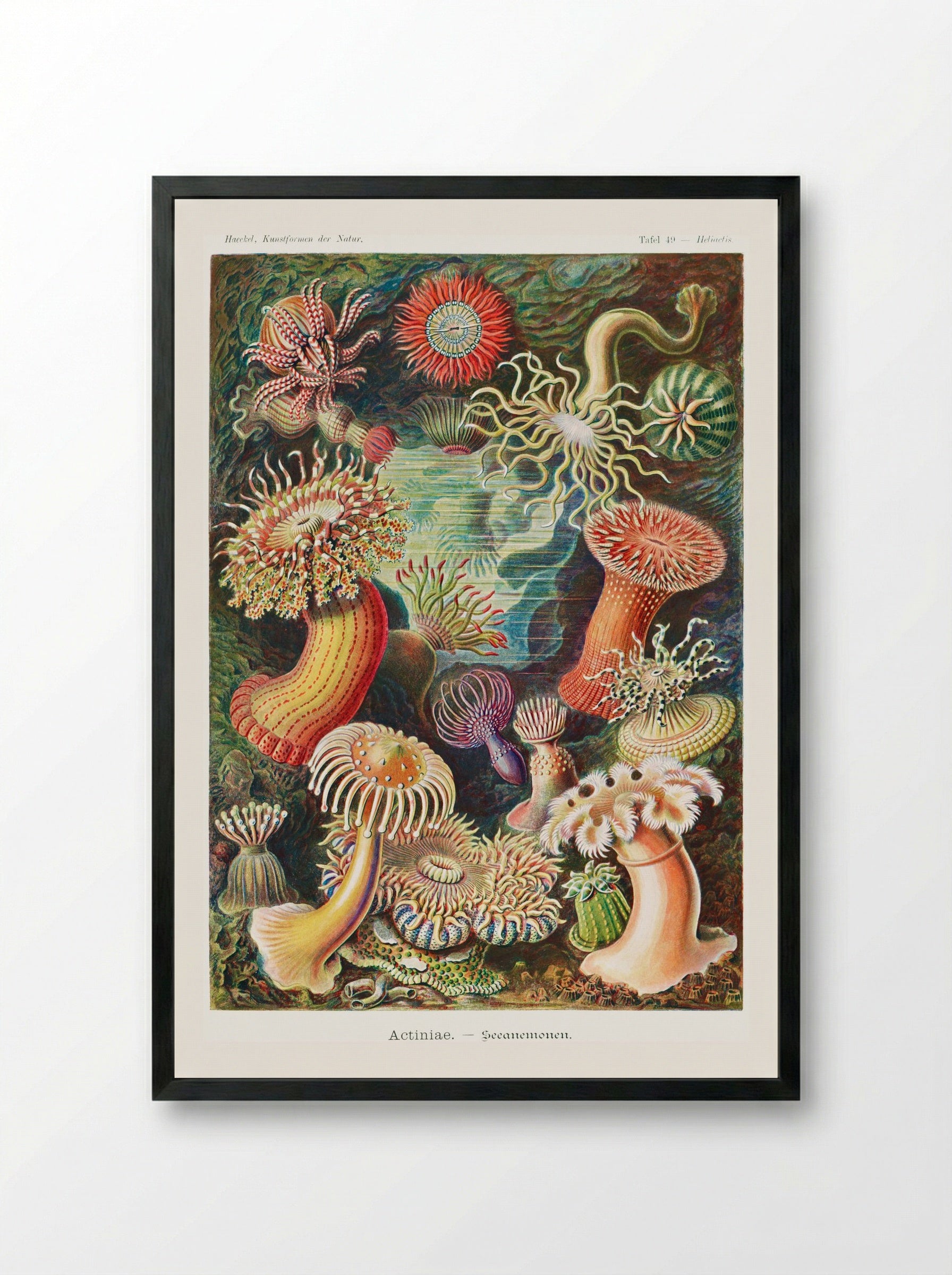 Actiniae-Seeanemonen (1904) - Ernst Haeckel - Framed Print Black