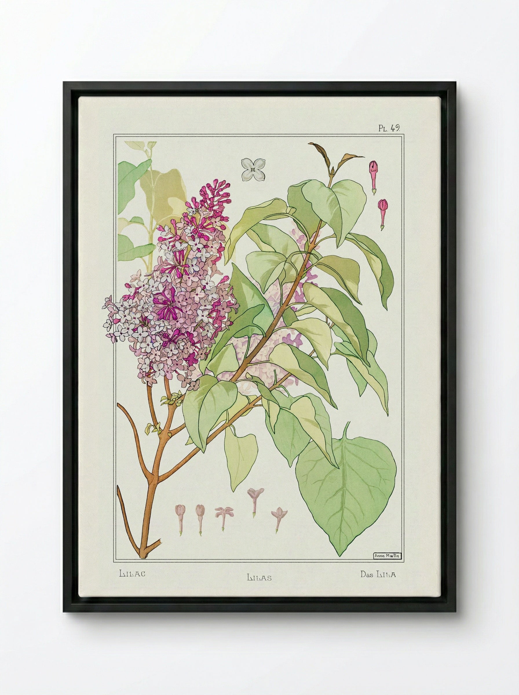 Lilas (Lilac) from La Plante et ses Applications ornementales - Maurice Pillard Verneuil - Framed Canvas Black