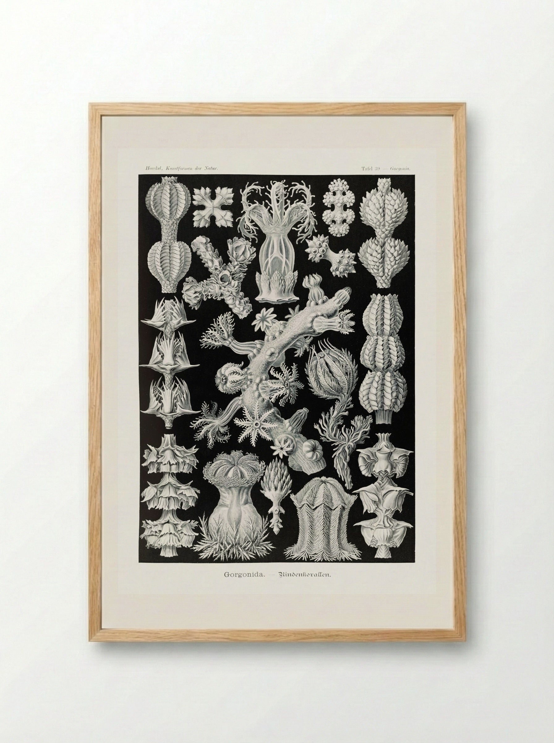 Gorgonida-Rindenkorallen (1904) - Ernst Haeckel - Framed Print Wood