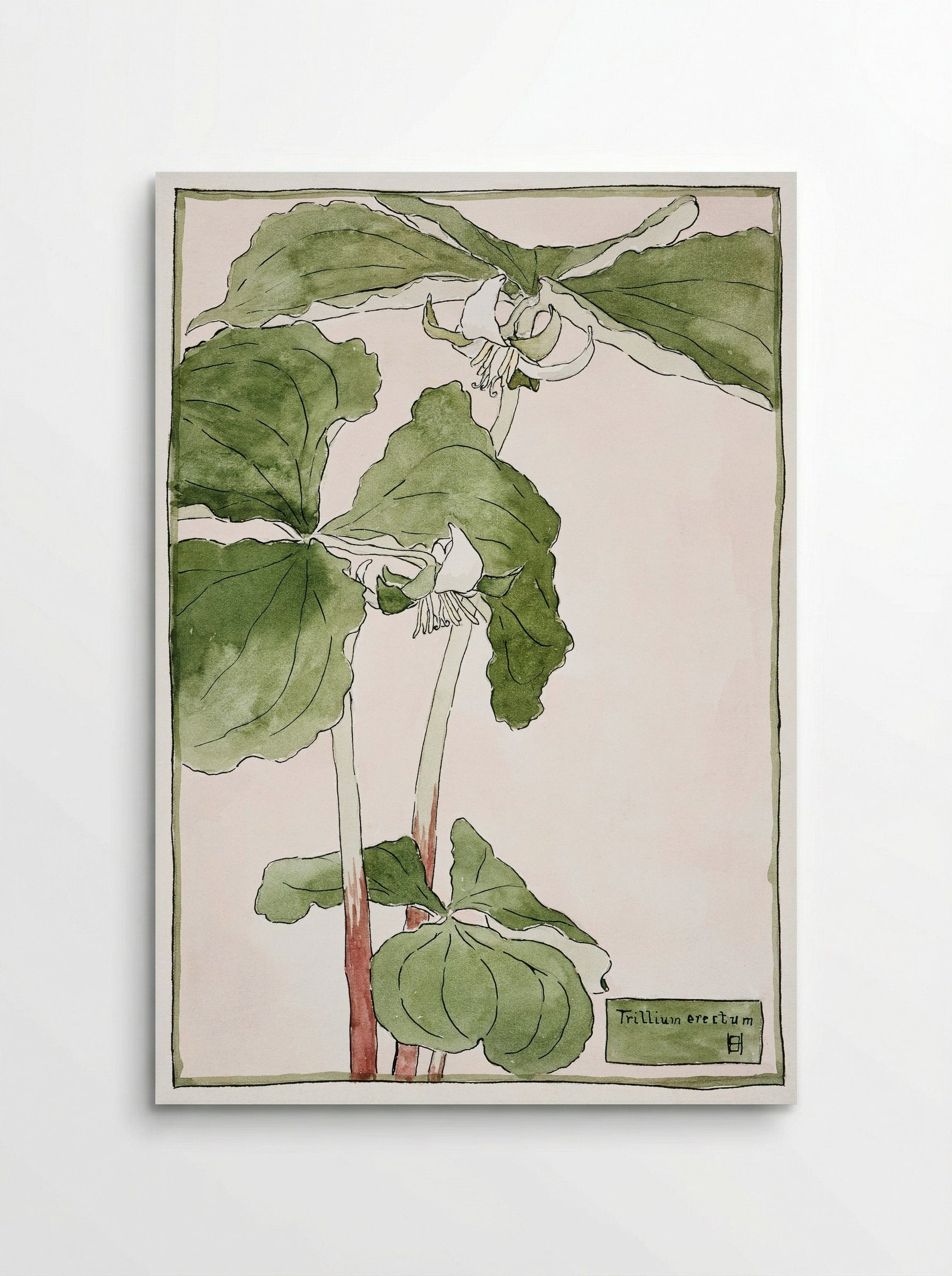 Trillium Erectum (1915) - Hannah Borger Overbeck - Poster