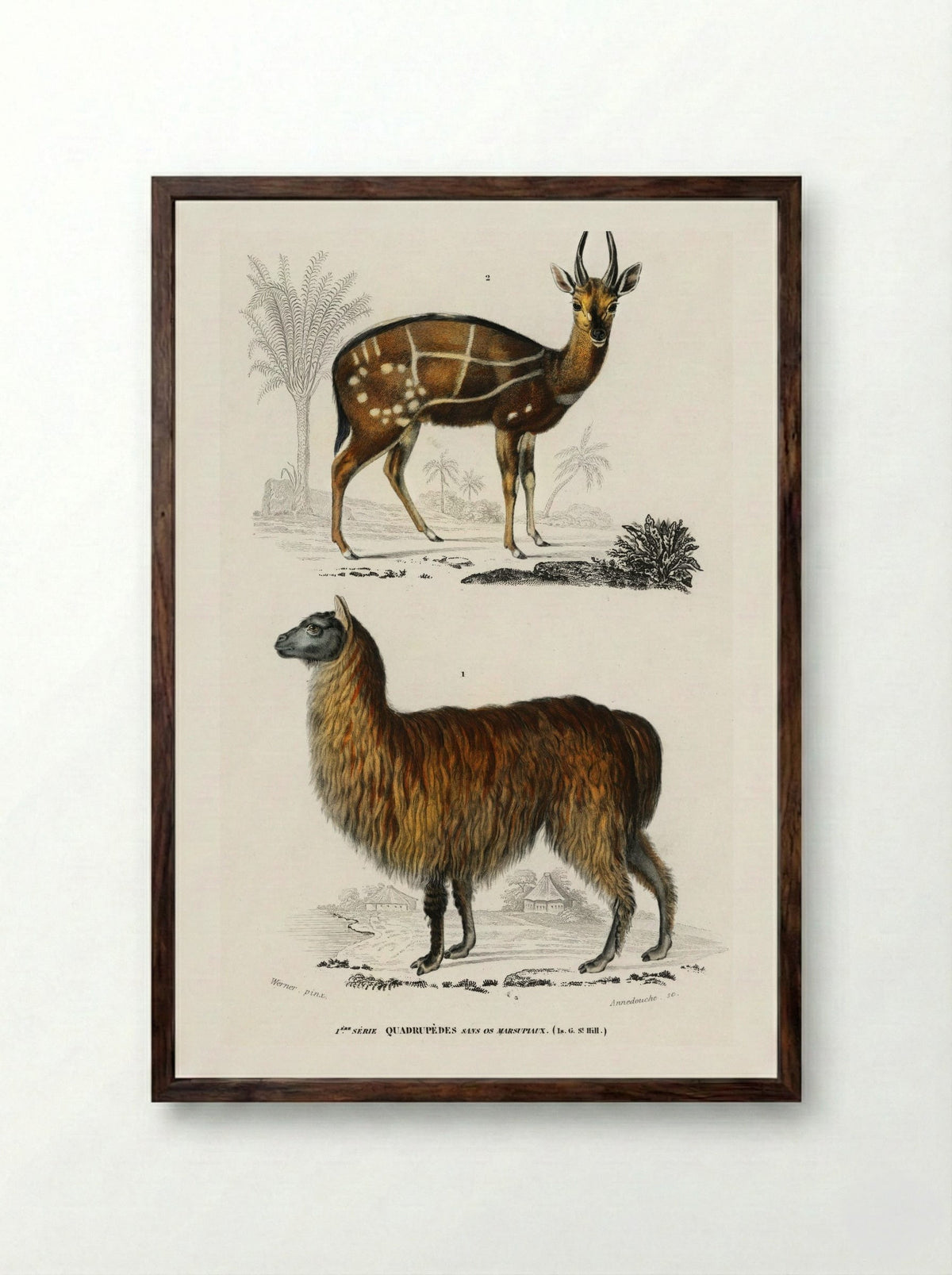 Alpaca and Antilope Guib - Charles Dessalines D'Orbigny - Framed Print Dark Wood
