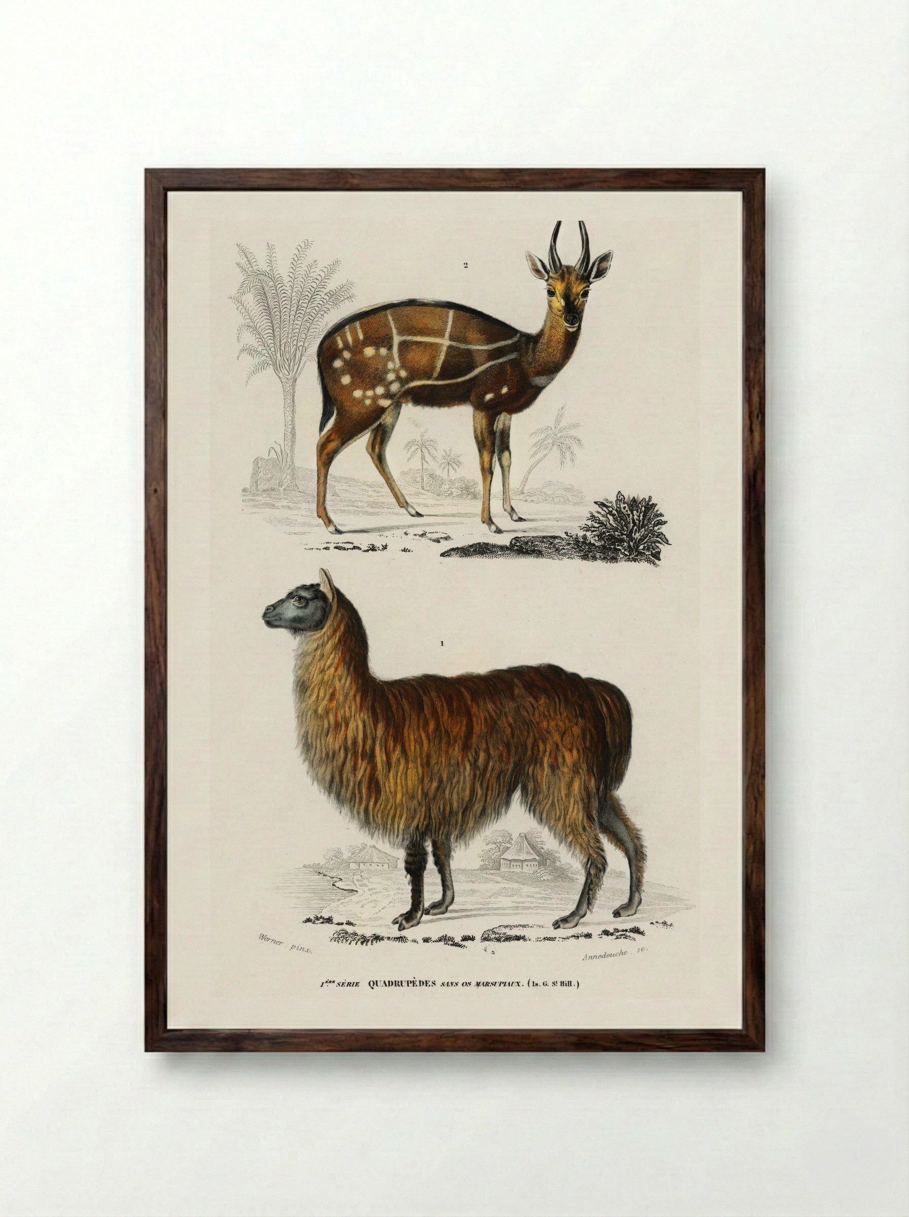 Alpaca and Antilope Guib - Charles Dessalines D'Orbigny - Framed Print Dark Wood