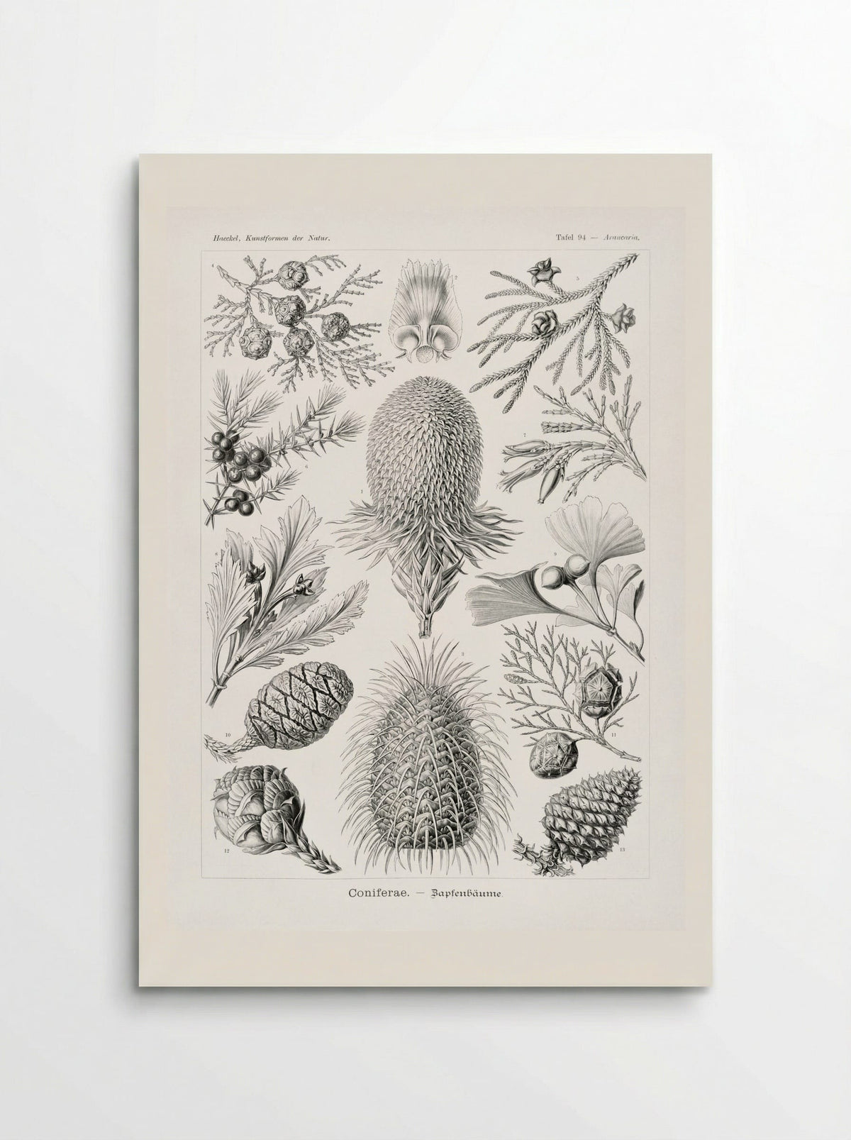 Coniferae-Bapfenbäume (1904) - Ernst Haeckel - Poster