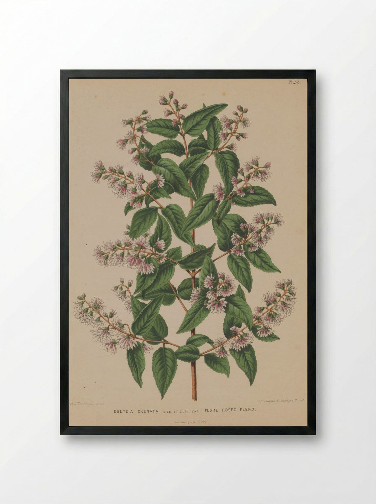 Deutzia Crenata Siebold Zucc. - A. J. Wendel - Framed Print Black