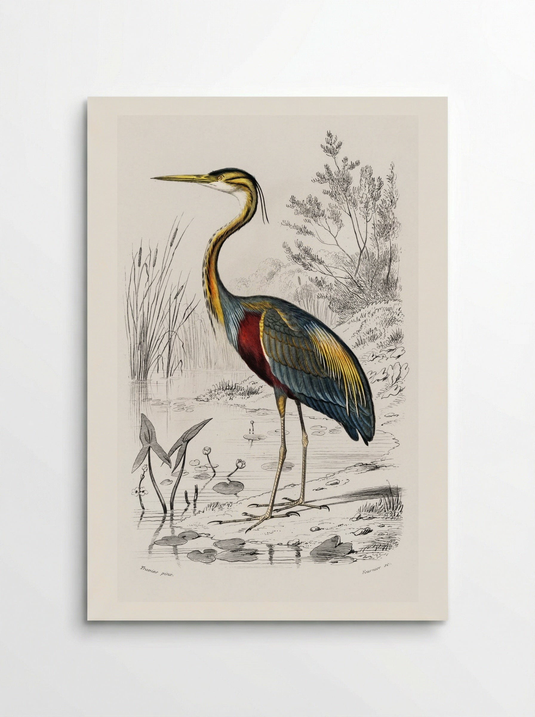 Purple Heron - Charles Dessalines D'Orbigny - Poster