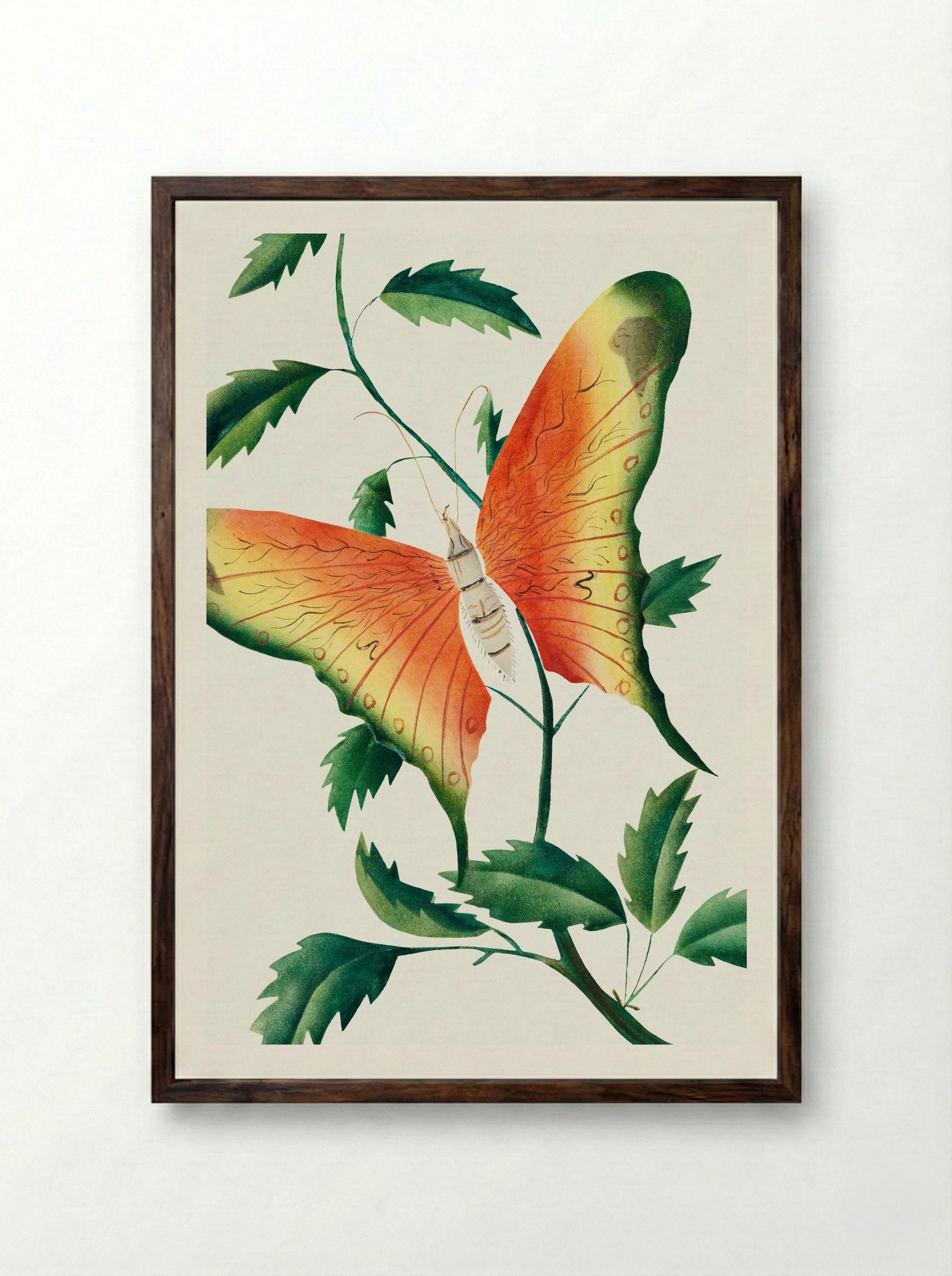 Rose Bush and Butterfly - Mary Altha Nims - Framed Print Dark Wood