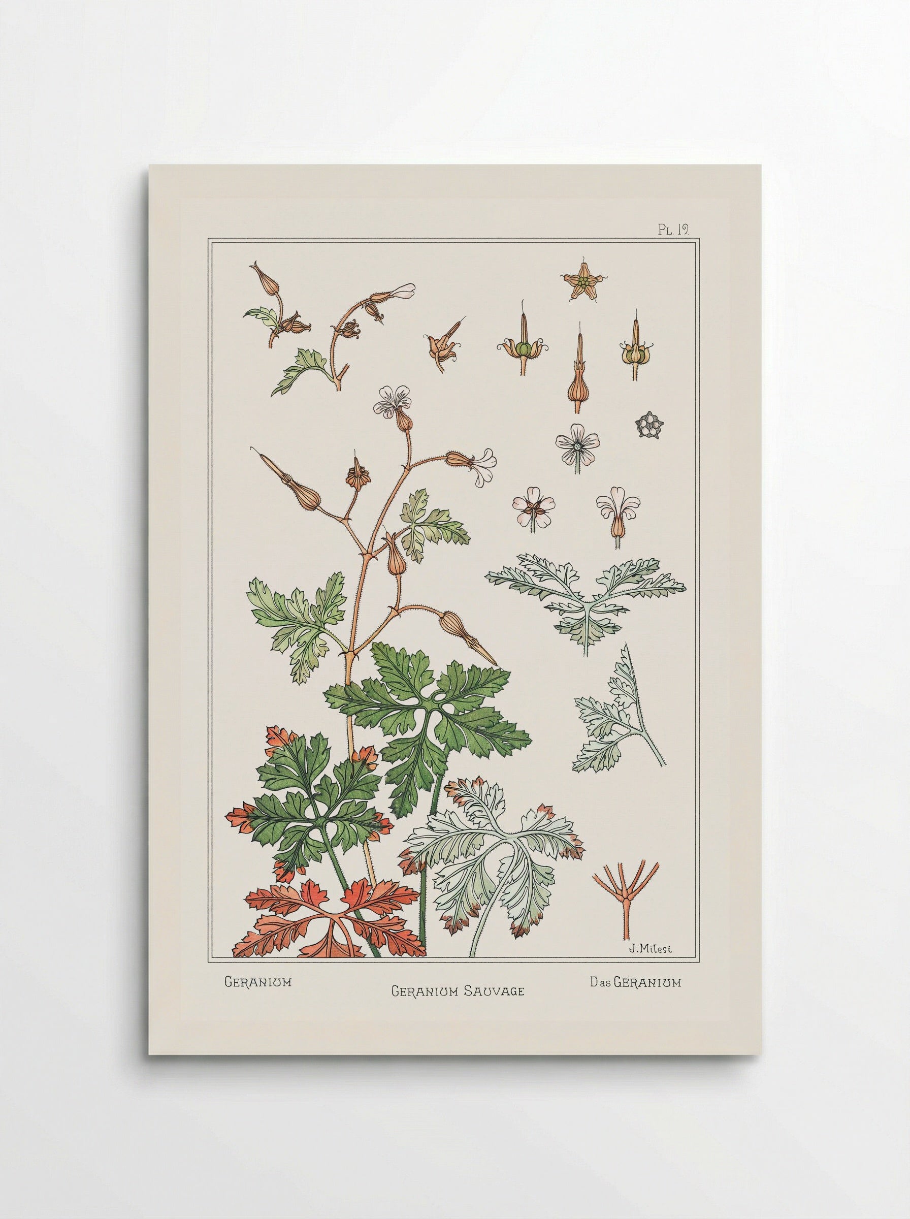 Geranium sauvage - Maurice Pillard Verneuil - Poster