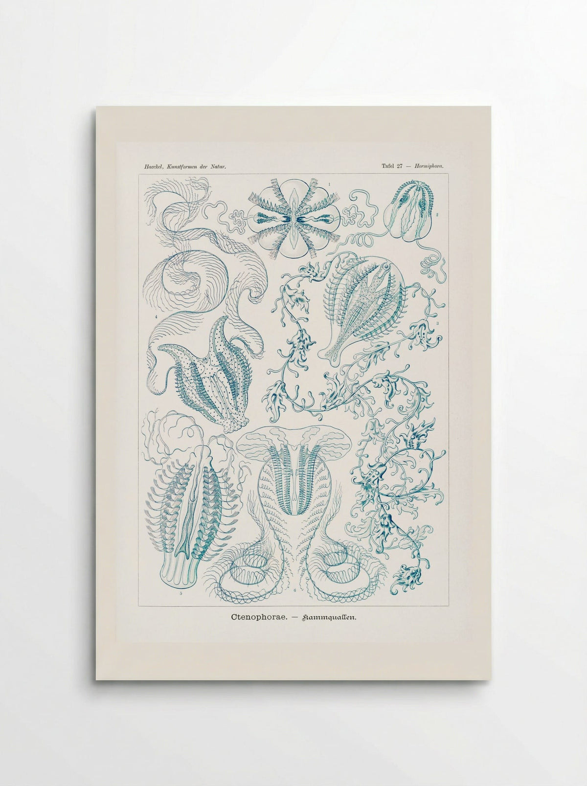 Ctenophorae-Kammquallen (1904) - Ernst Haeckel - Poster