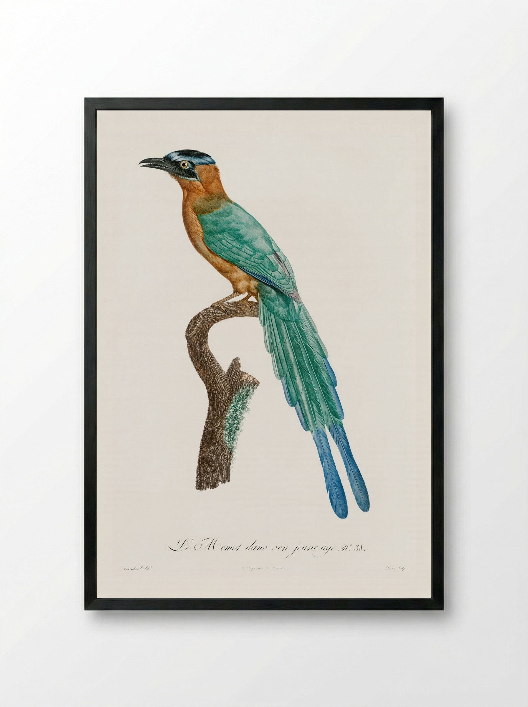 Young Motmot - Jacques Barraband - Framed Print Black