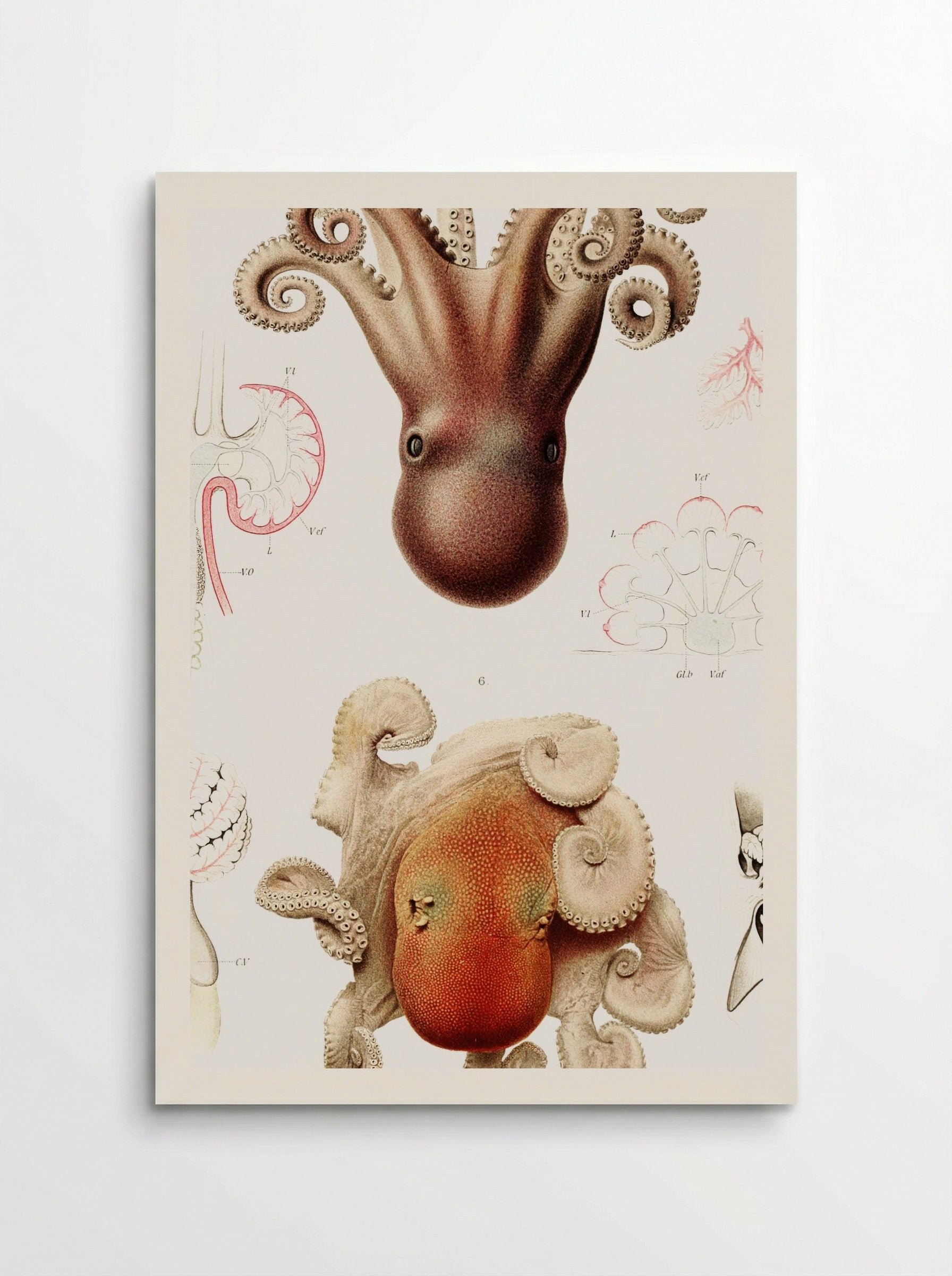 Squid Illustration - Albert I of Monaco - Poster