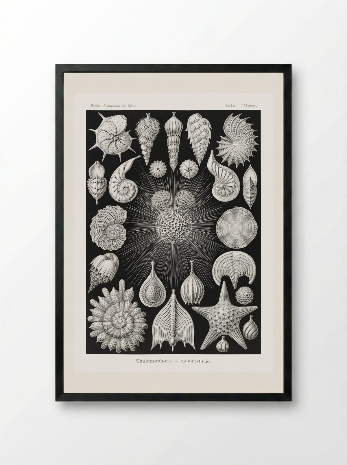 Thalamophora-Kammerlinge (1904) - Ernst Haeckel - Framed Print Black