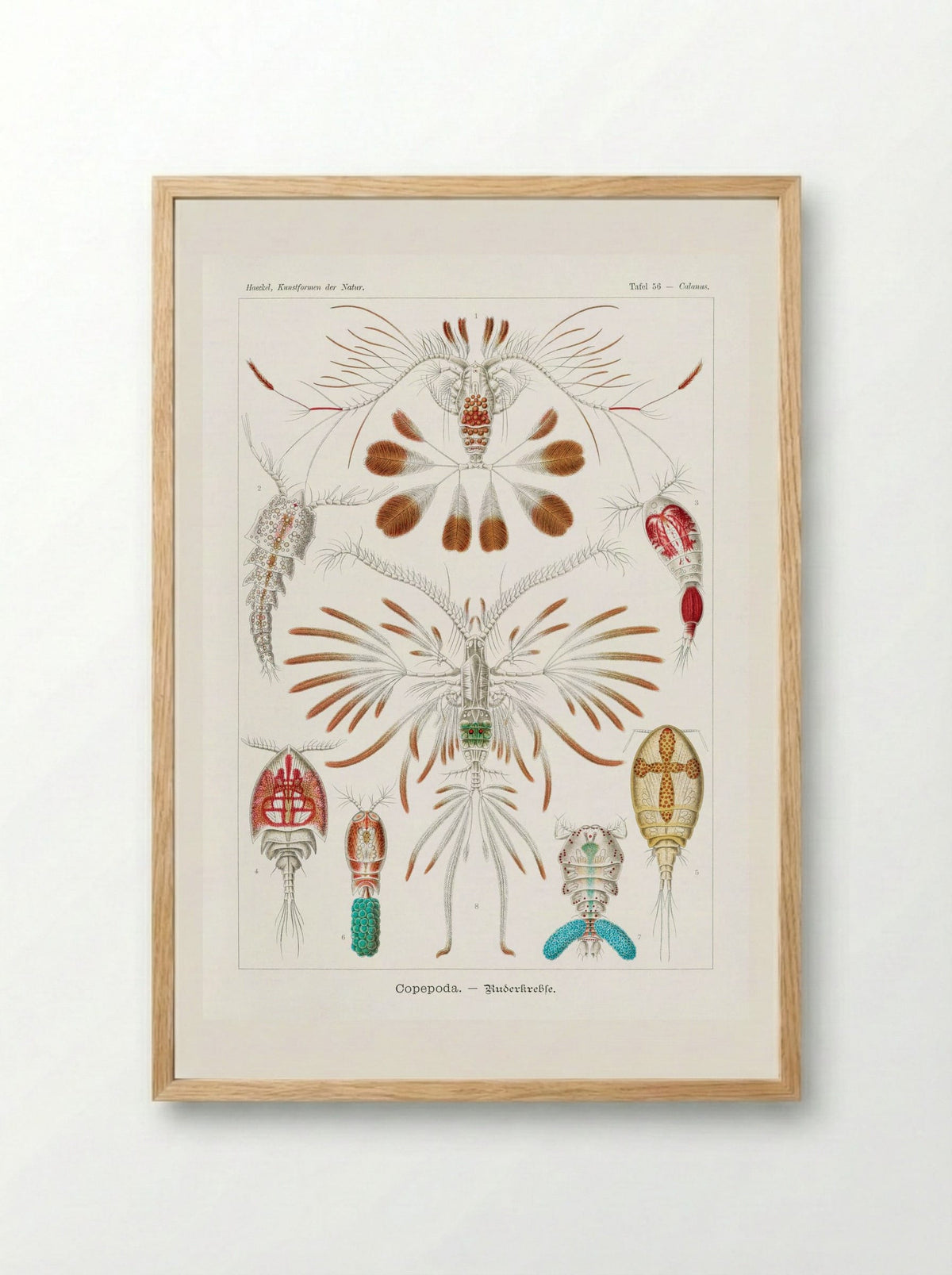 Copepoda-Ruderkrebse (1904) - Ernst Haeckel - Framed Print Wood