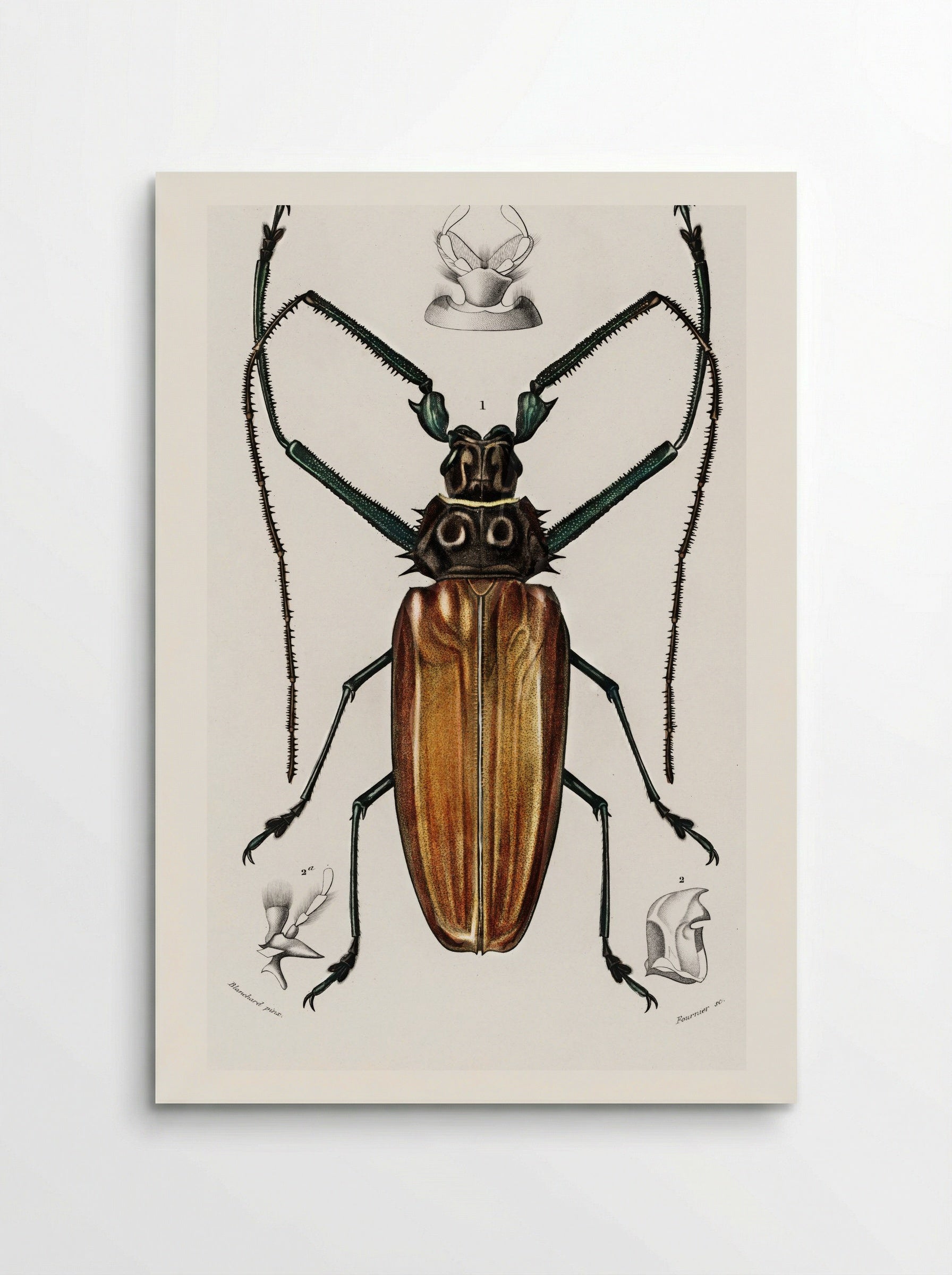 Enoplocerus Armillatus - Charles Dessalines D'Orbigny - Poster