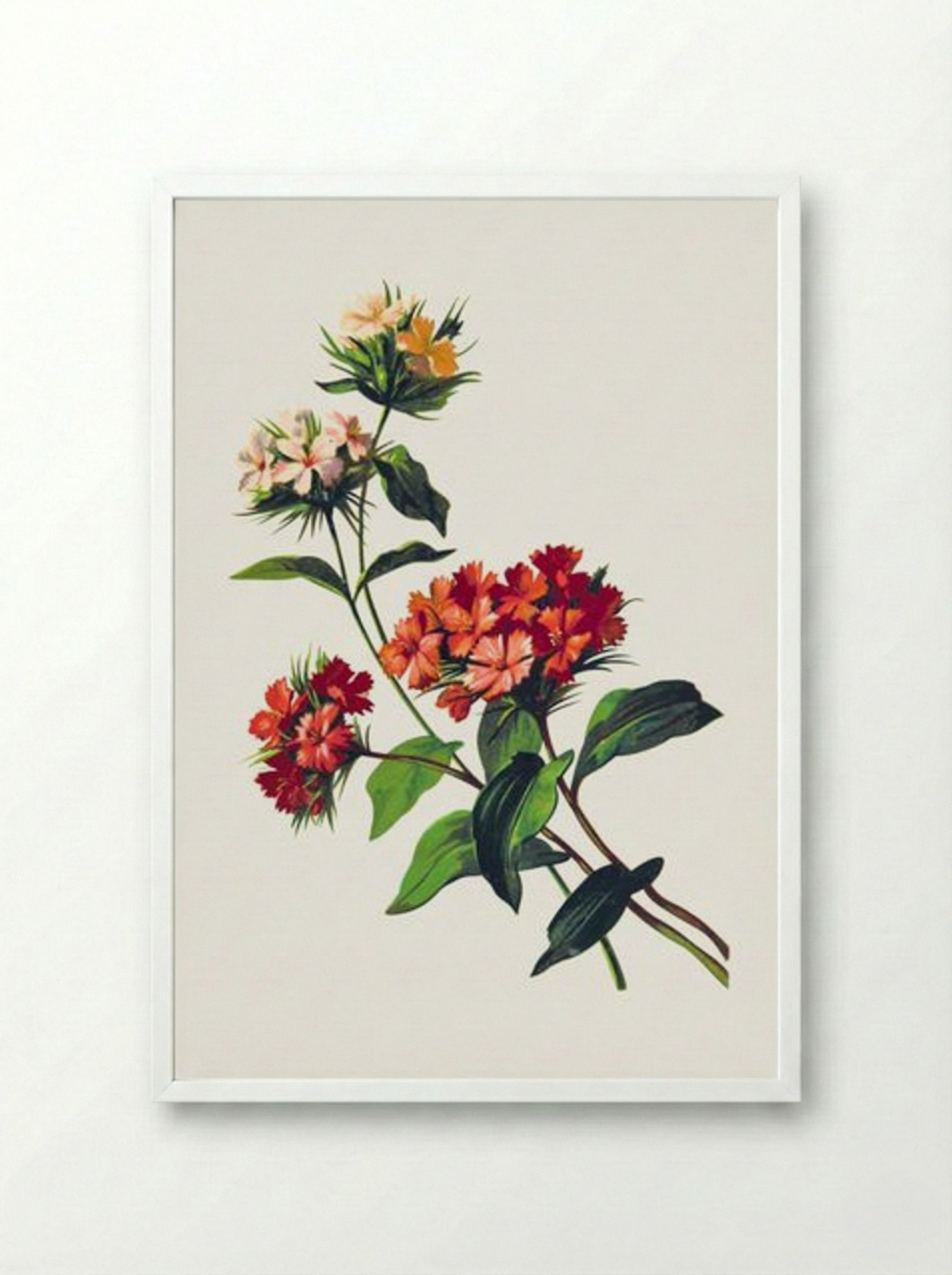 Sweet William Flower - Fine Art Print - Framed Print White