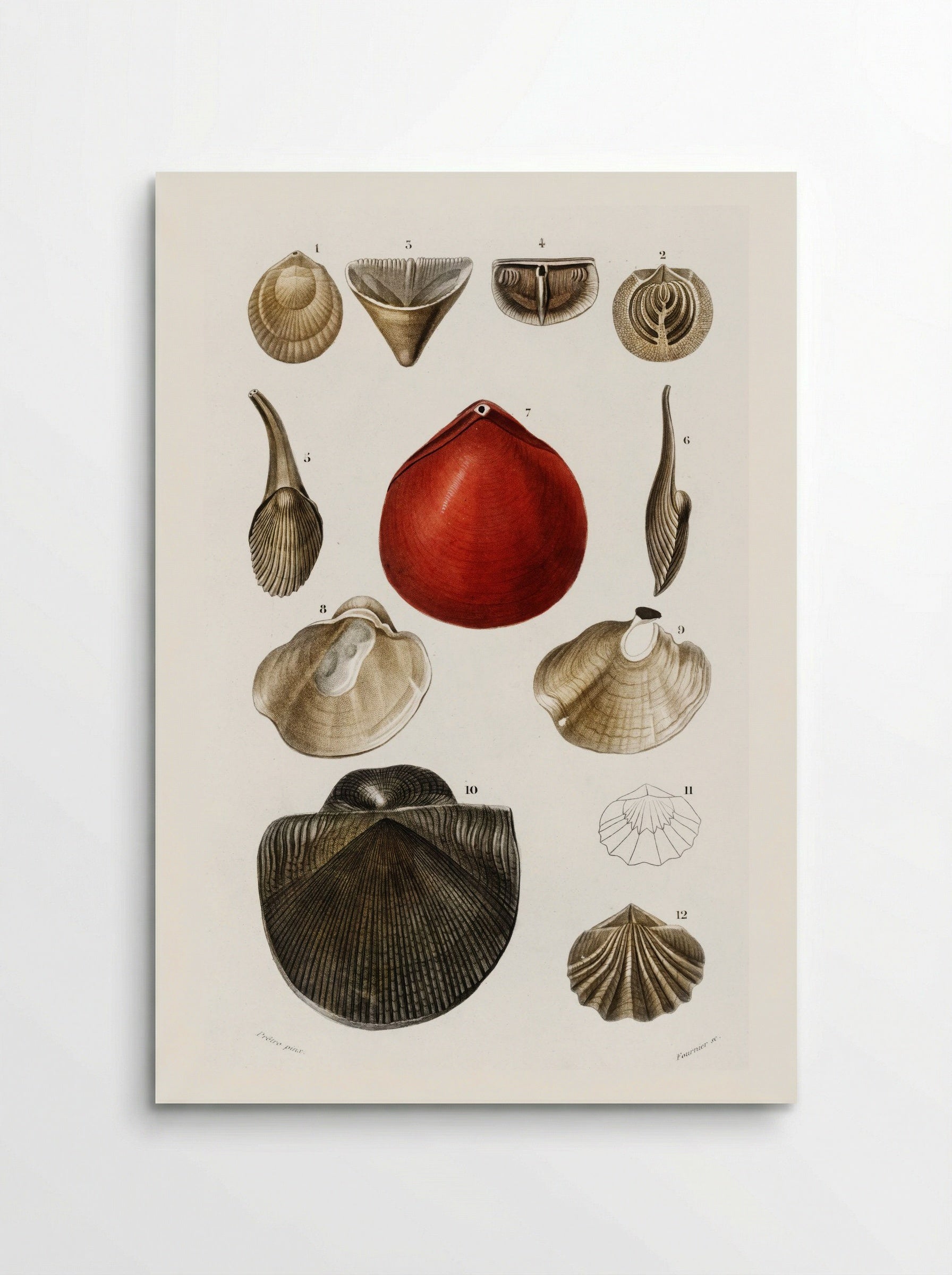 Different Types of Mollusks - Charles Dessalines D'Orbigny - Poster