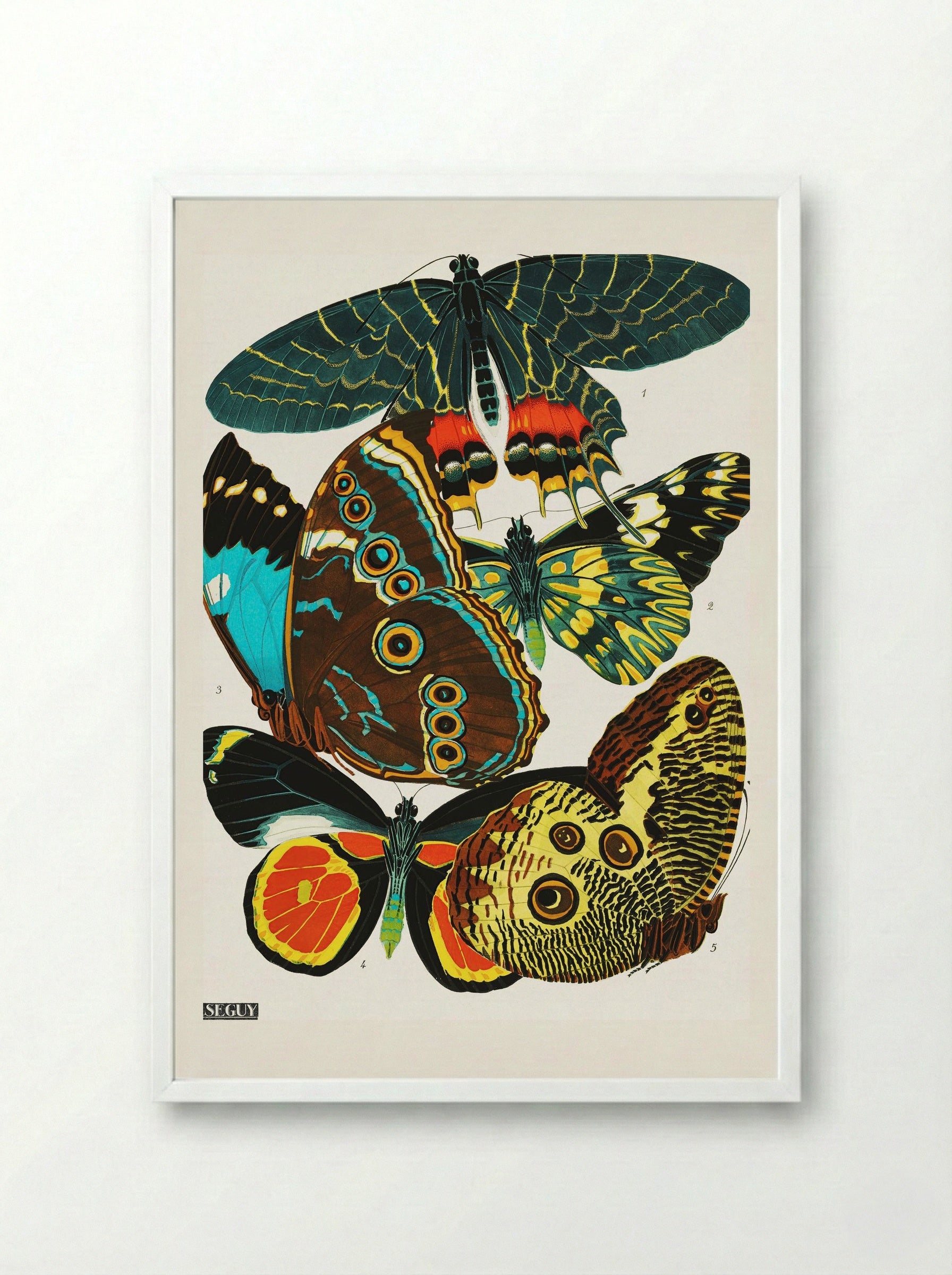Butterflies (Plate 2) - Eugène Alain Séguy - Framed Print White