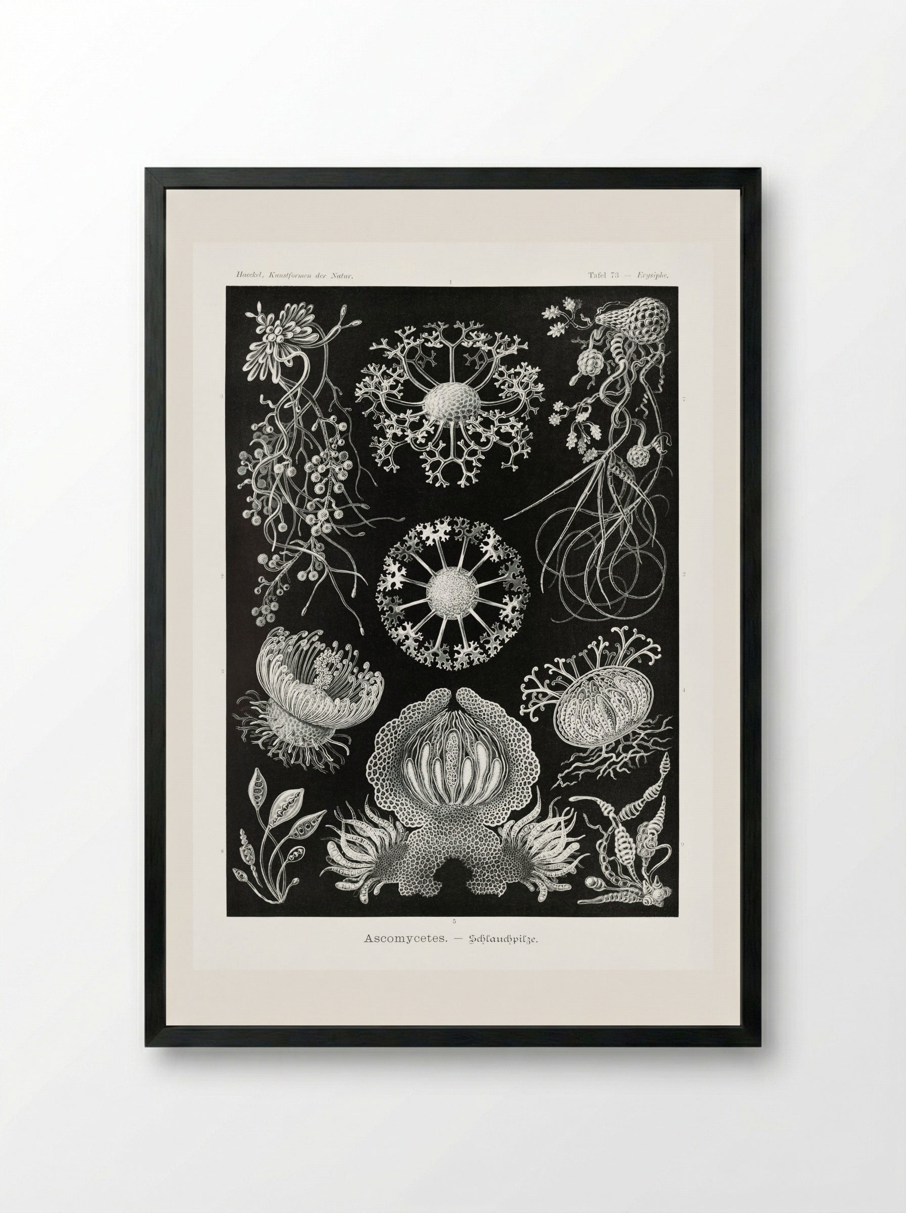 Ascomycetes-Schlauchpilze (1904) - Ernst Haeckel - Framed Print Black