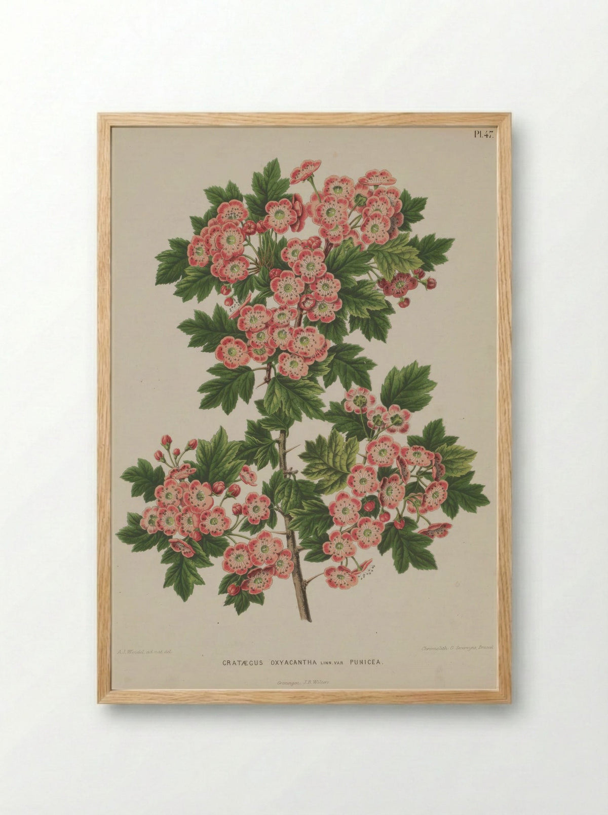 Crataegus Oxyacantha L. - A. J. Wendel - Framed Print Wood