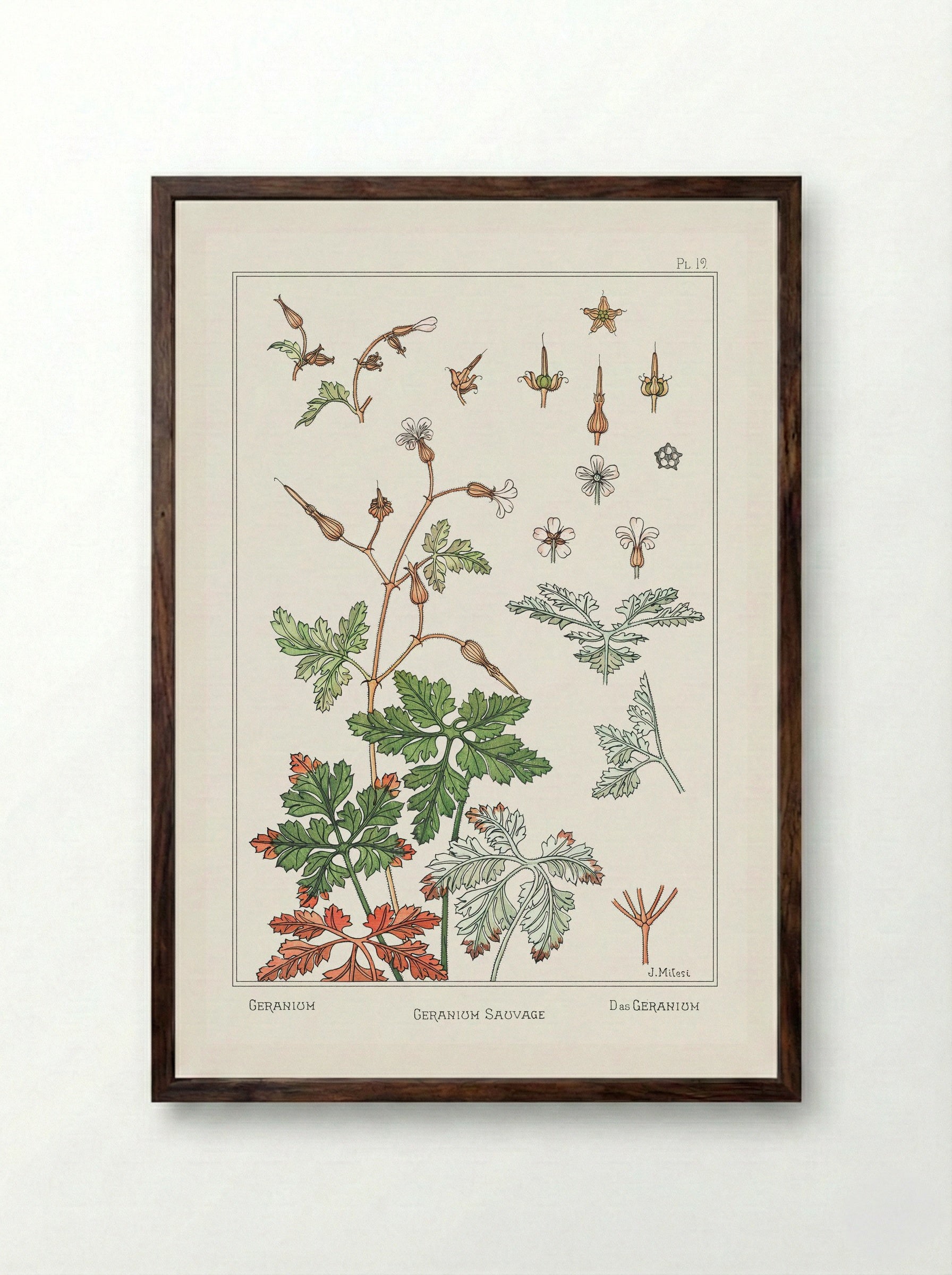 Geranium sauvage - Maurice Pillard Verneuil - Framed Print Dark Wood