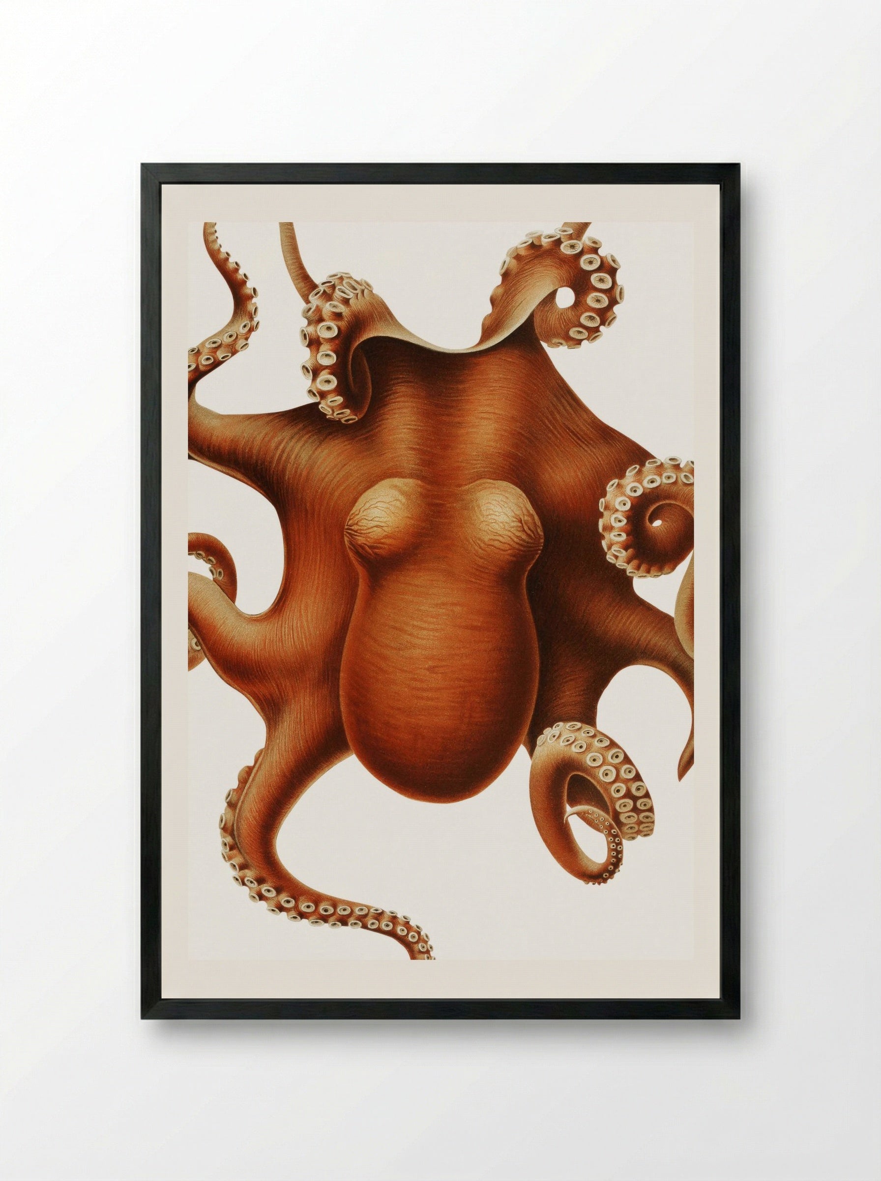 Octopus illustration (1898-1899) - Carl Chun - Framed Print Black