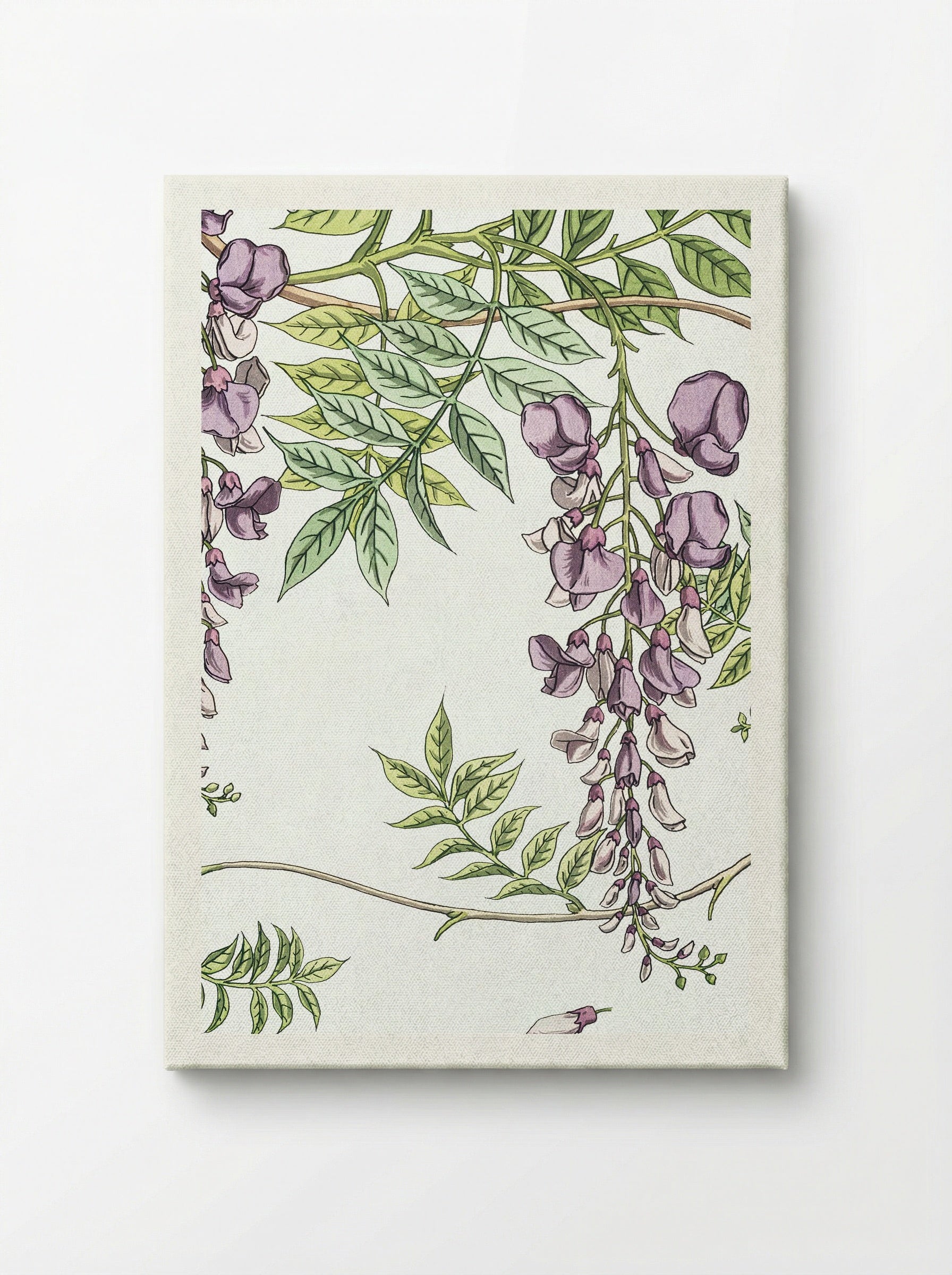 Glycine, Wisteria - Maurice Pillard Verneuil - Canvas