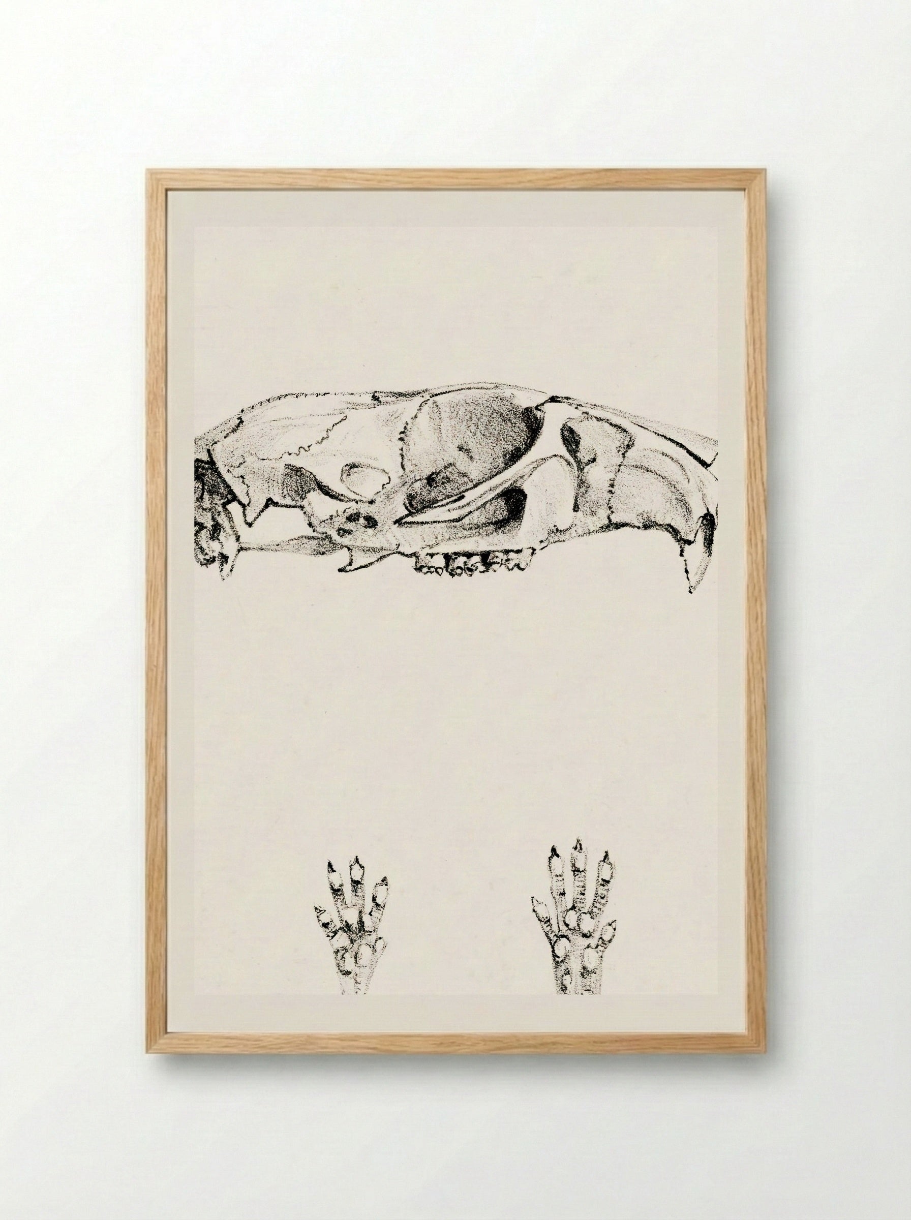 Knaagdierschedels (Rodent Skulls) - Theo van Hoytema - Framed Print Wood