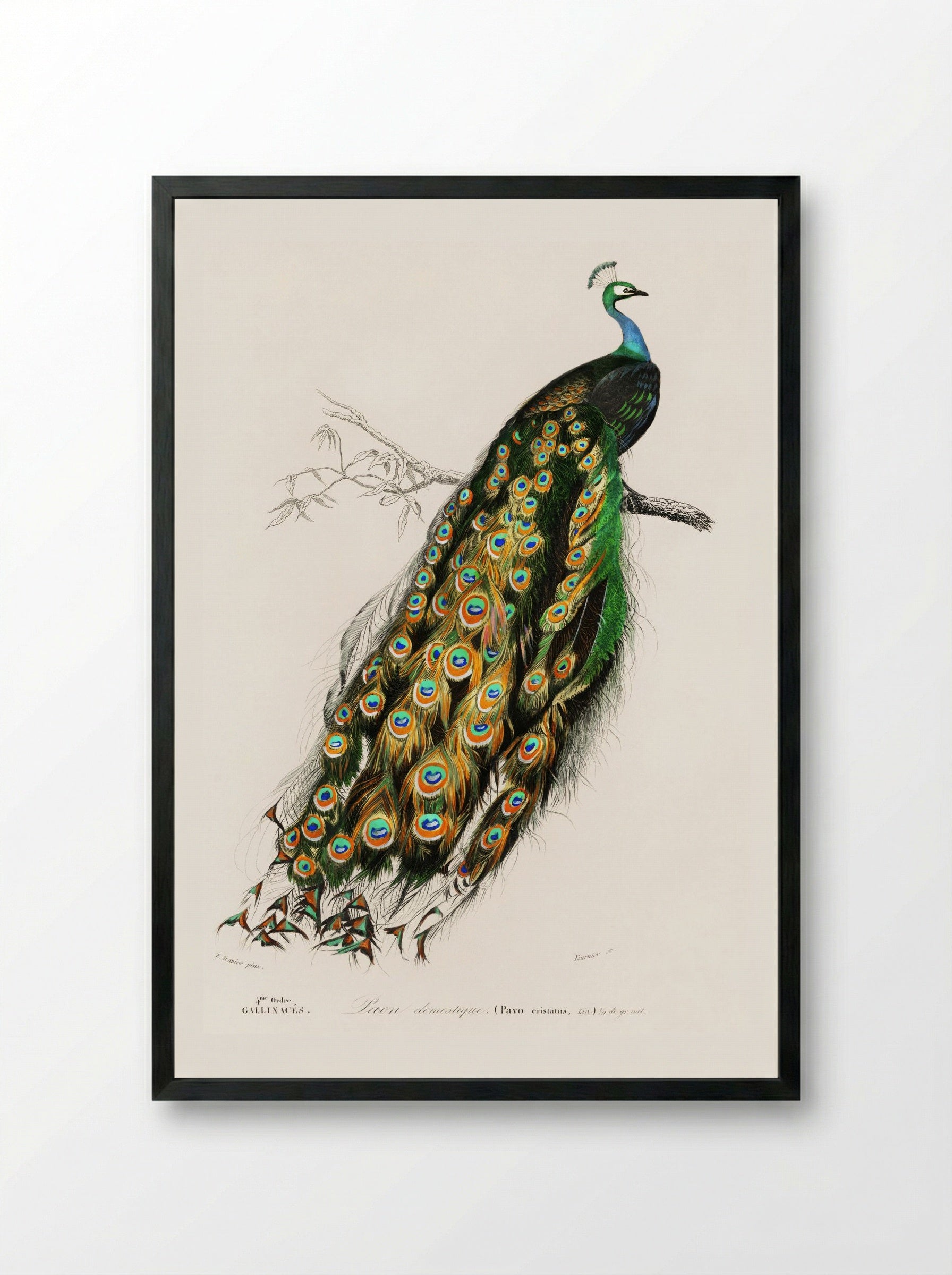 Indian Peafowl - Charles Dessalines D'Orbigny - Framed Print Black