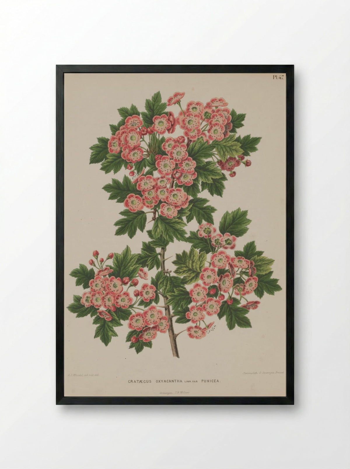 Crataegus Oxyacantha L. - A. J. Wendel - Framed Print Black