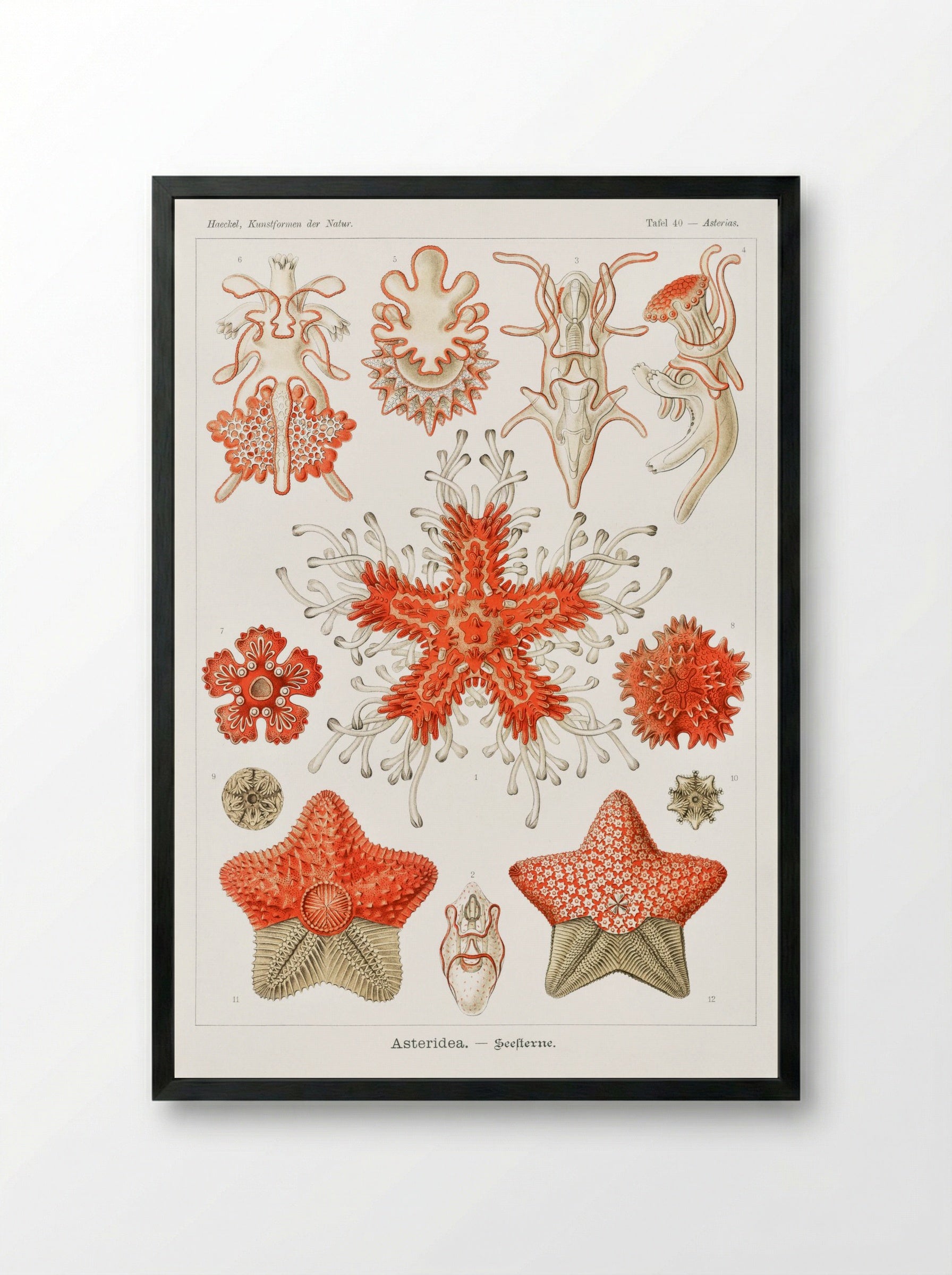 Asteridea-Seesterne (1904) - Ernst Haeckel - Framed Print Black