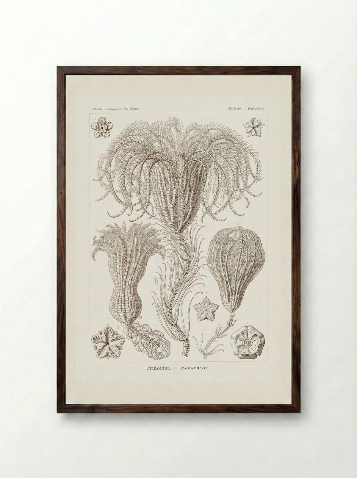 Crinoidea-Palmensterne (1904) - Ernst Haeckel - Framed Print Dark Wood