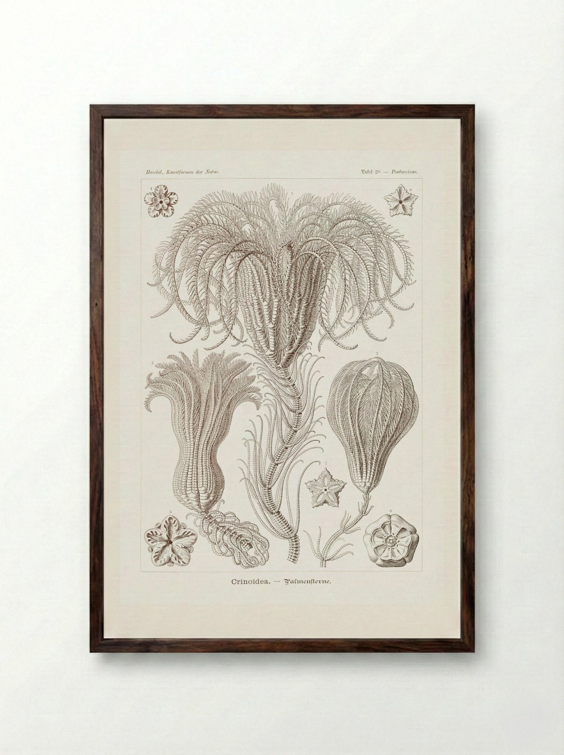 Crinoidea-Palmensterne (1904) - Ernst Haeckel - Framed Print Dark Wood