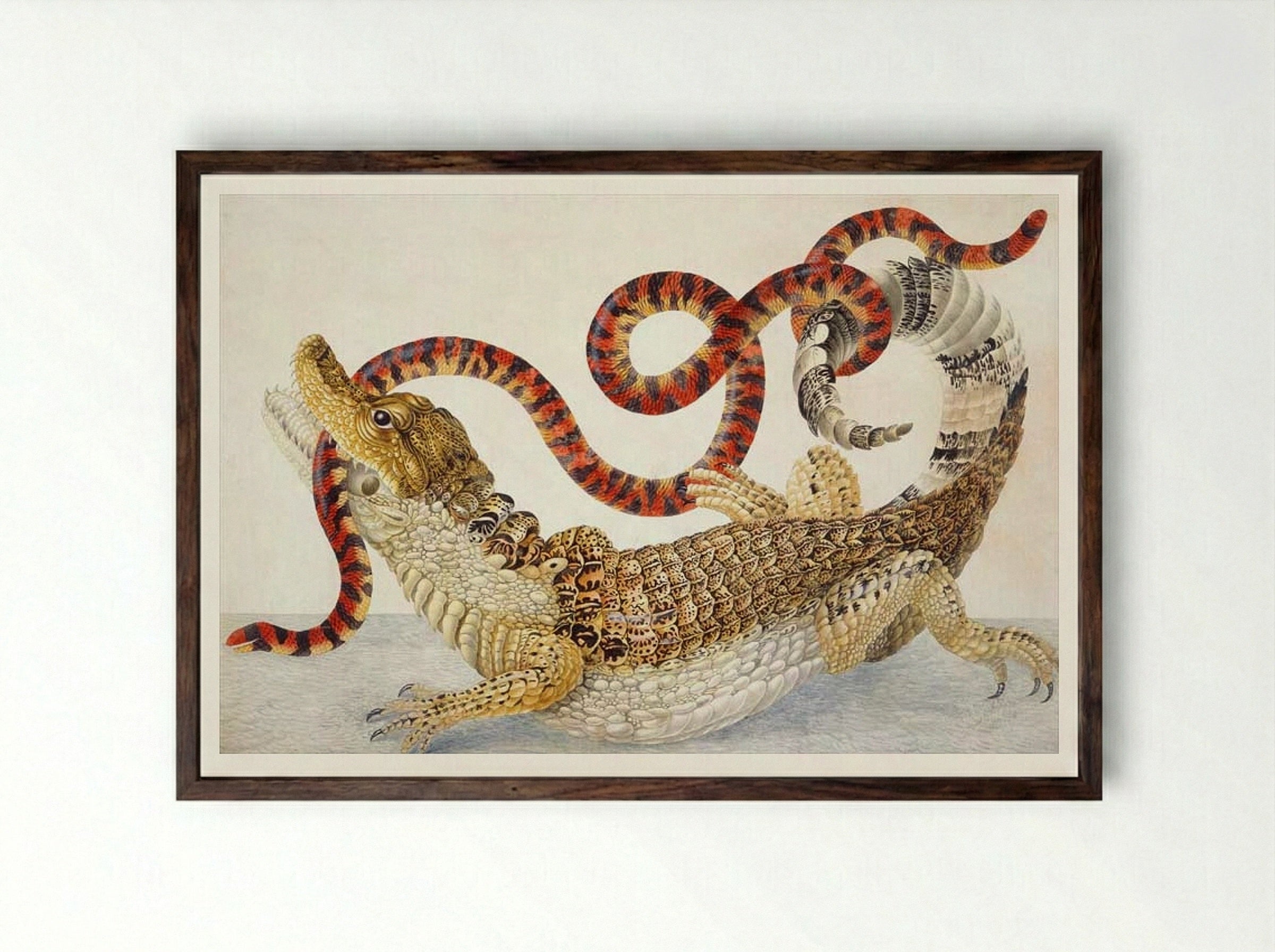Spectacled Caiman (Caiman crocodilus) and a False Coral Snake (Anilius scytale) - Maria Sibylla Merian - Framed Print Dark Wood