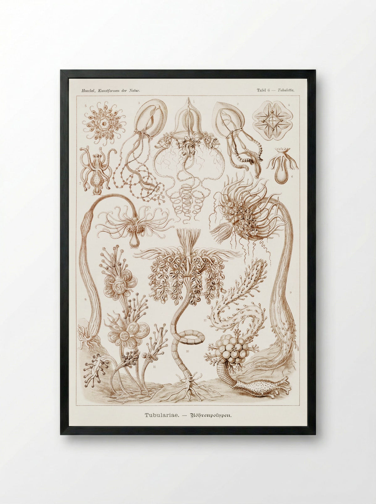 Diatomea-Schachtellinge (1904) - Ernst Haeckel - Framed Print Black
