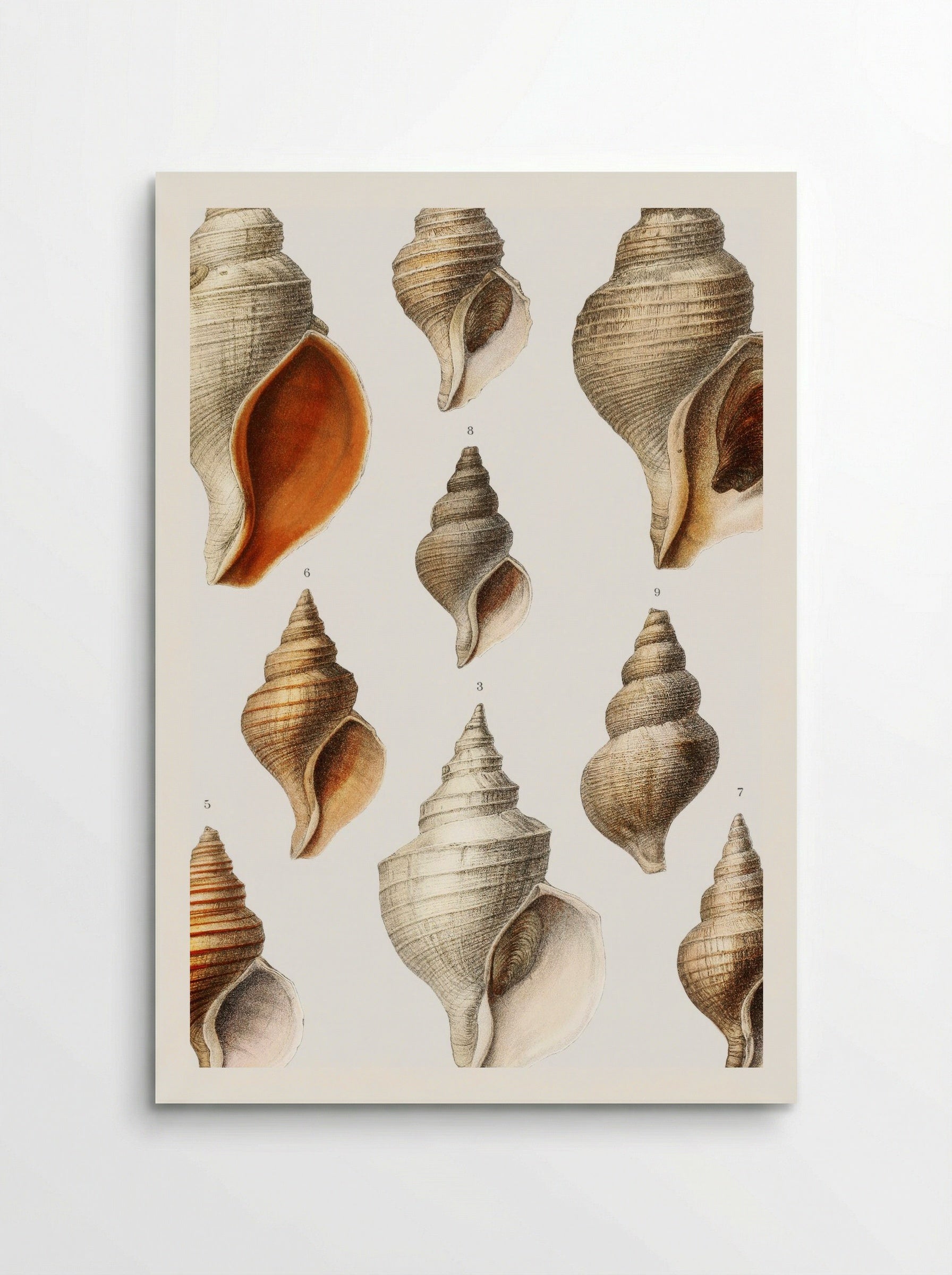 Molluscs of the Northern Seas - Albert I of Monaco - Poster