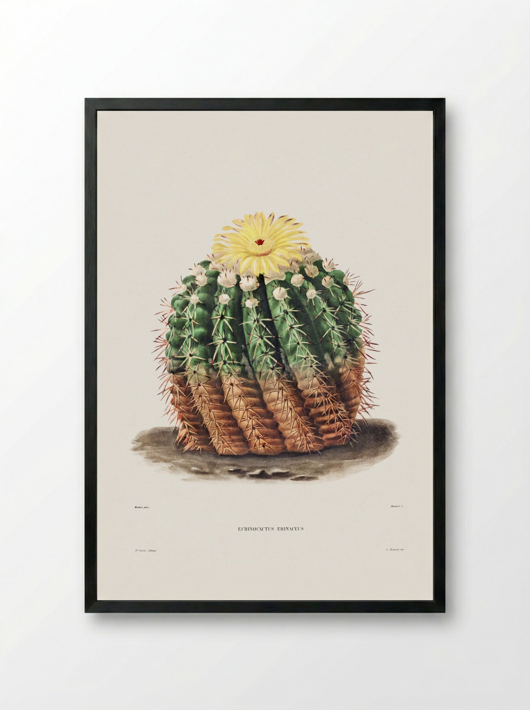 Golden Barrel Cactus (Echinocactus rinaceus) - Charles Antoine Lemaire - Framed Print Black
