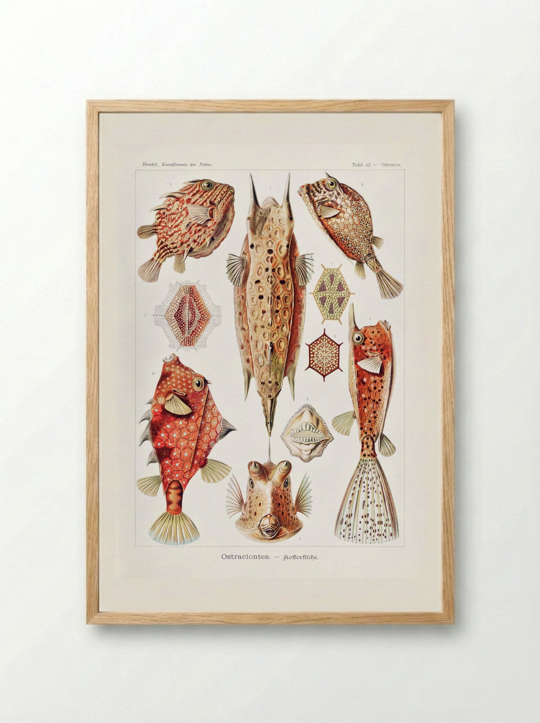 Ostraciontes-Kofferfilche (1904) - Ernst Haeckel - Framed Print Wood