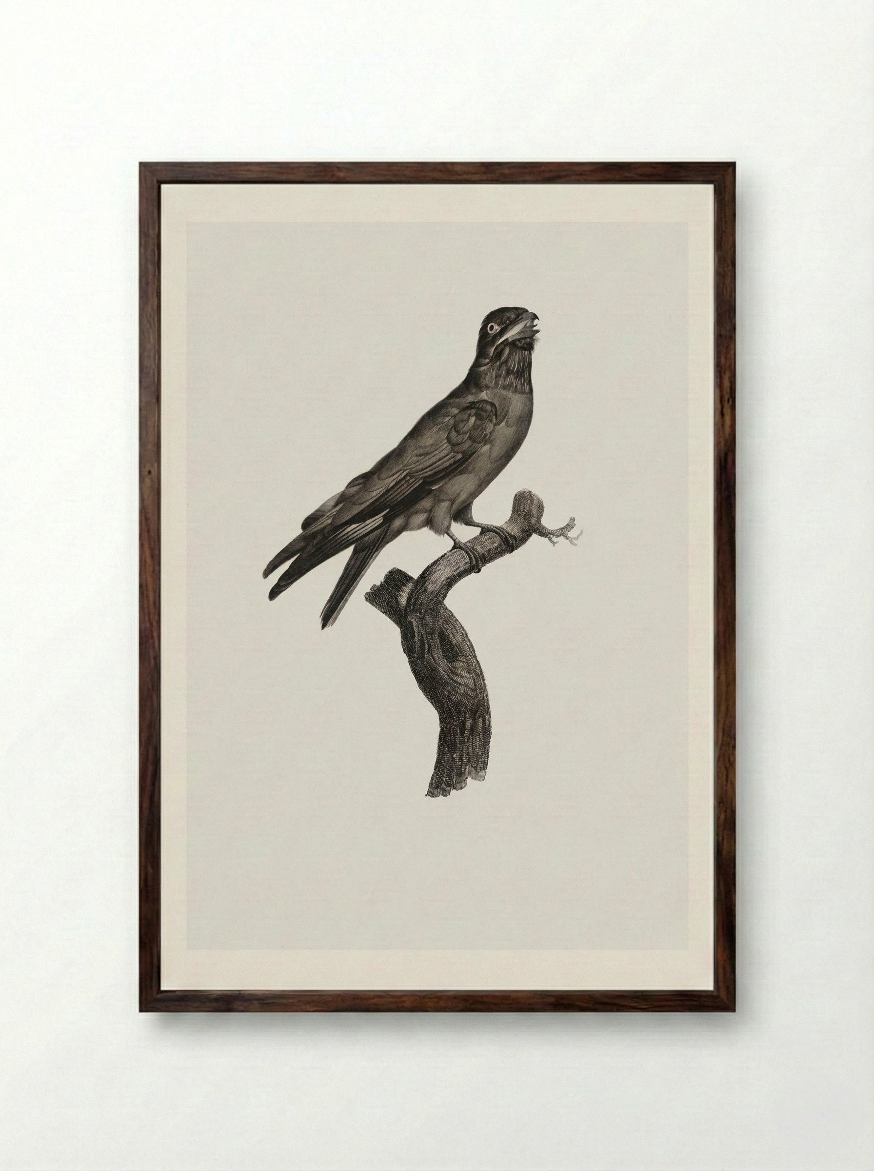 Blue-throated Roller - Jacques Barraband - Framed Print Dark Wood