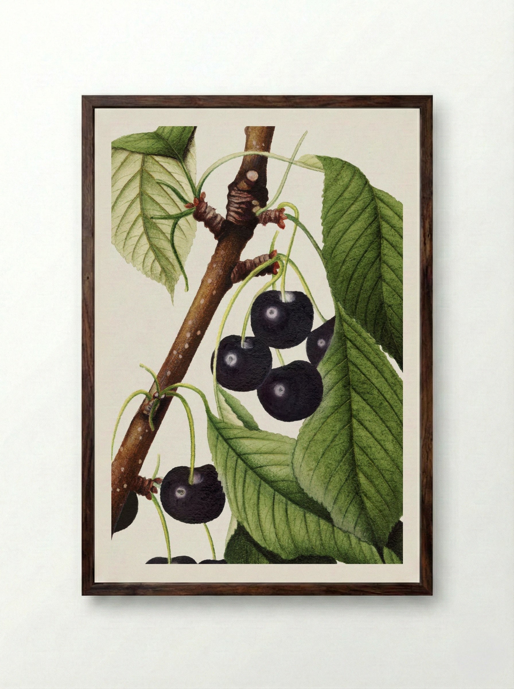 Cherries (Prunus Avium) (1892) - William Henry Prestele - Framed Print Dark Wood