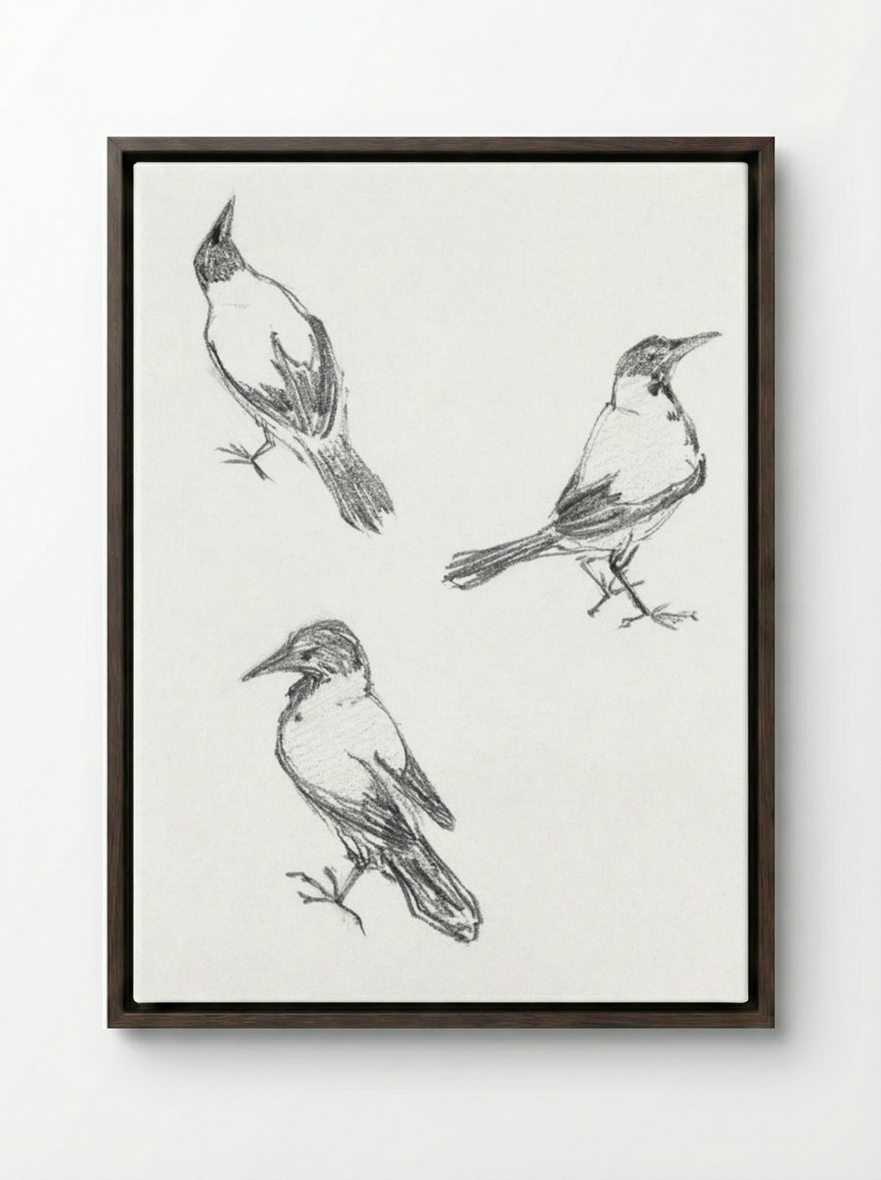 Three Sketches of a Crow - Julie de Graag - Framed Canvas Dark Wood