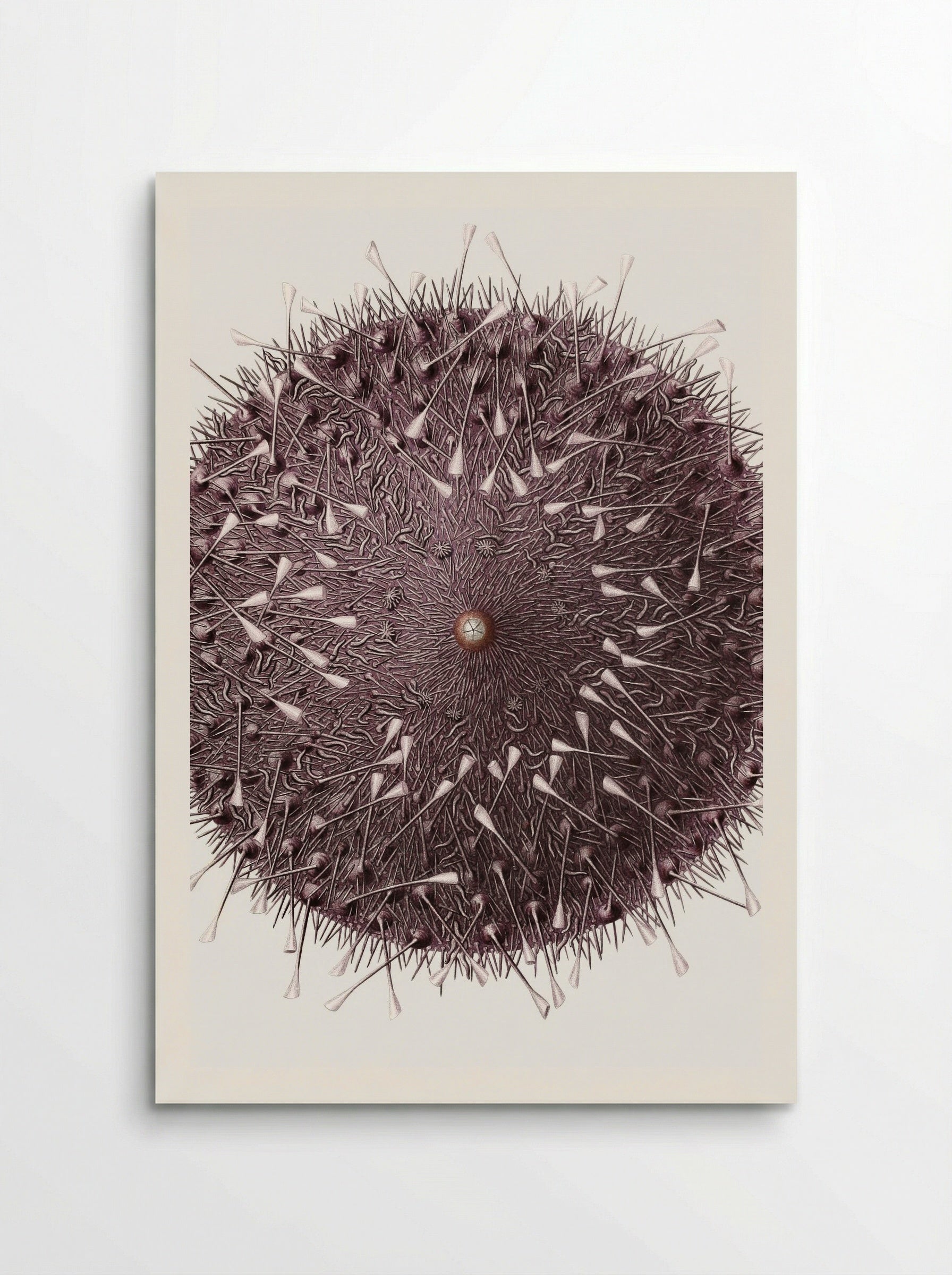 Sea Urchin Illustration - Albert I of Monaco - Poster