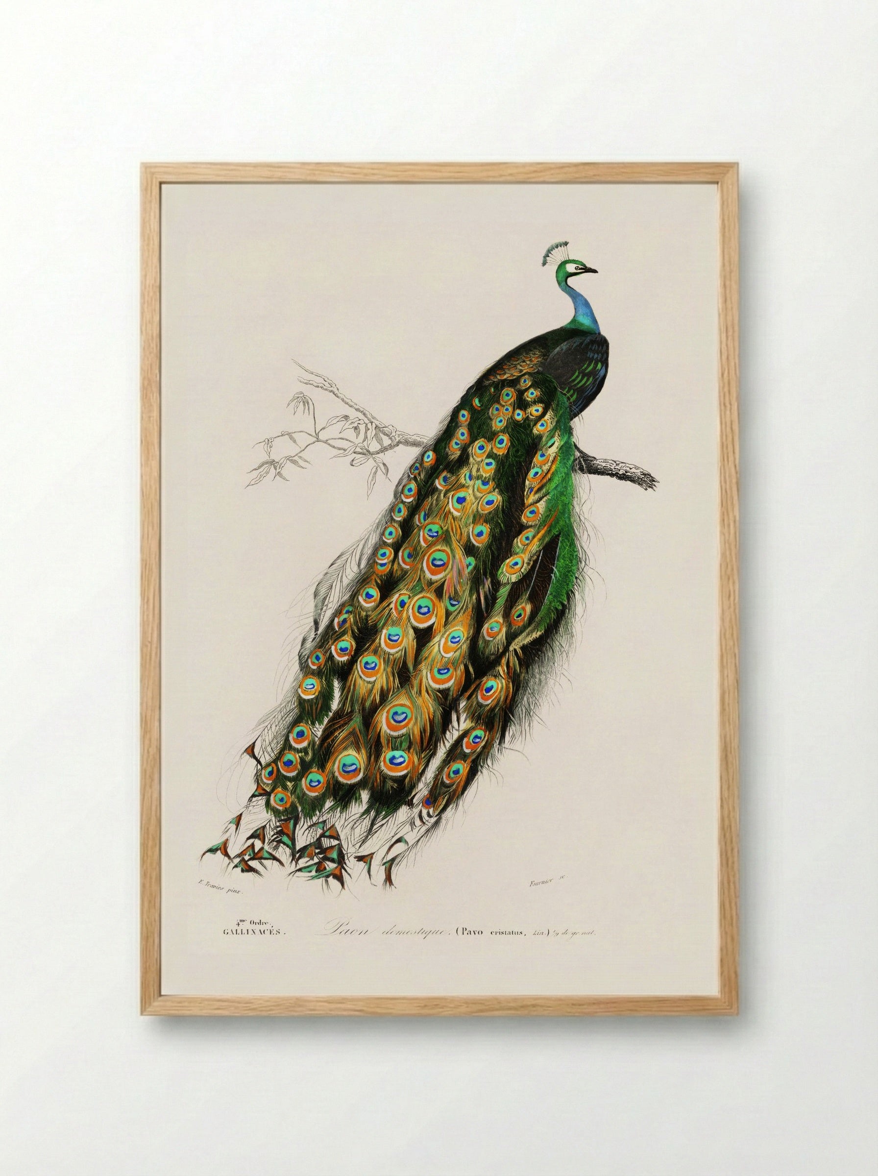 Indian Peafowl - Charles Dessalines D'Orbigny - Framed Print Wood
