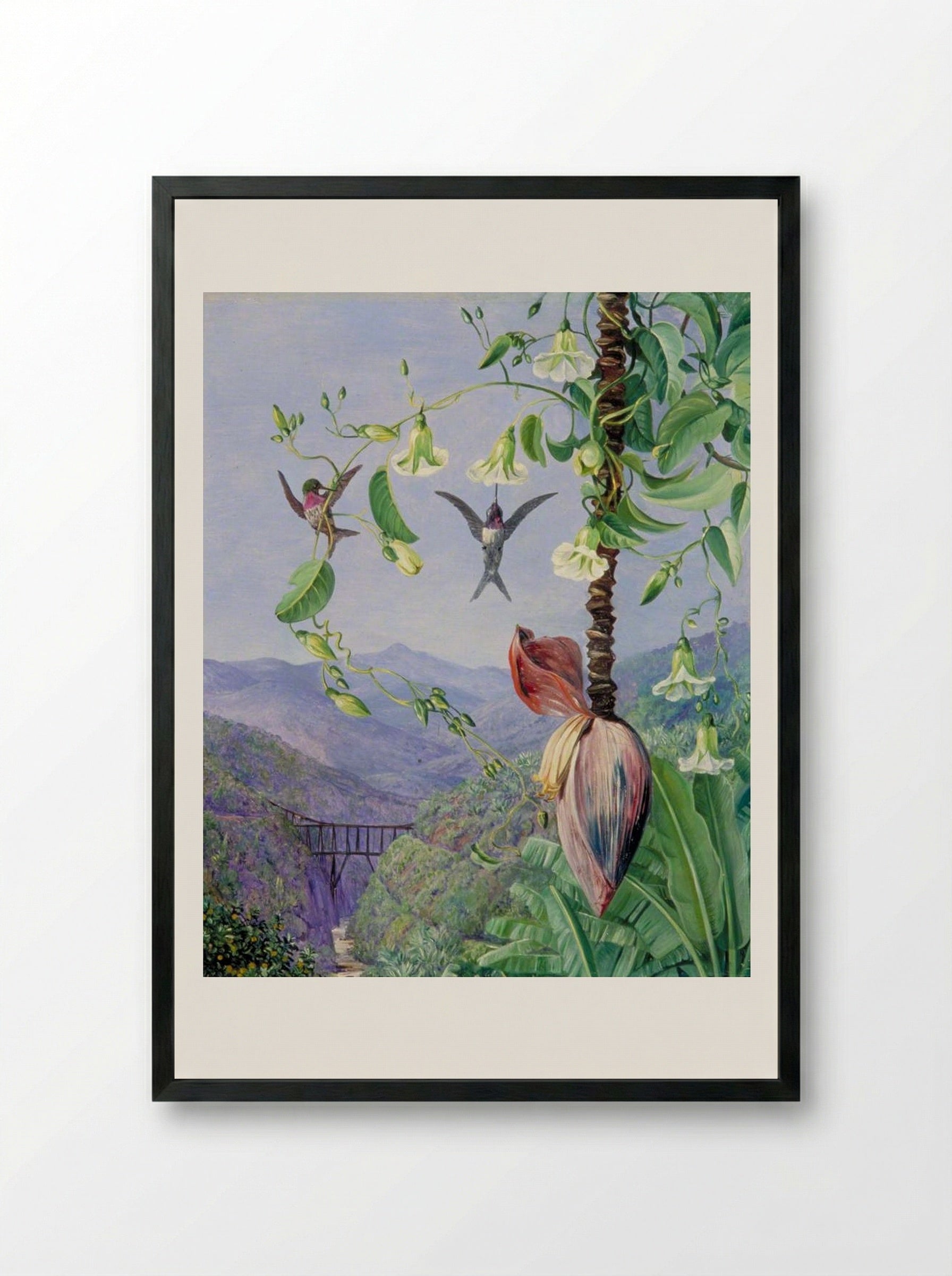 The Aqueduct of Morro Velho, Brazil - Marianne North - Framed Print Black