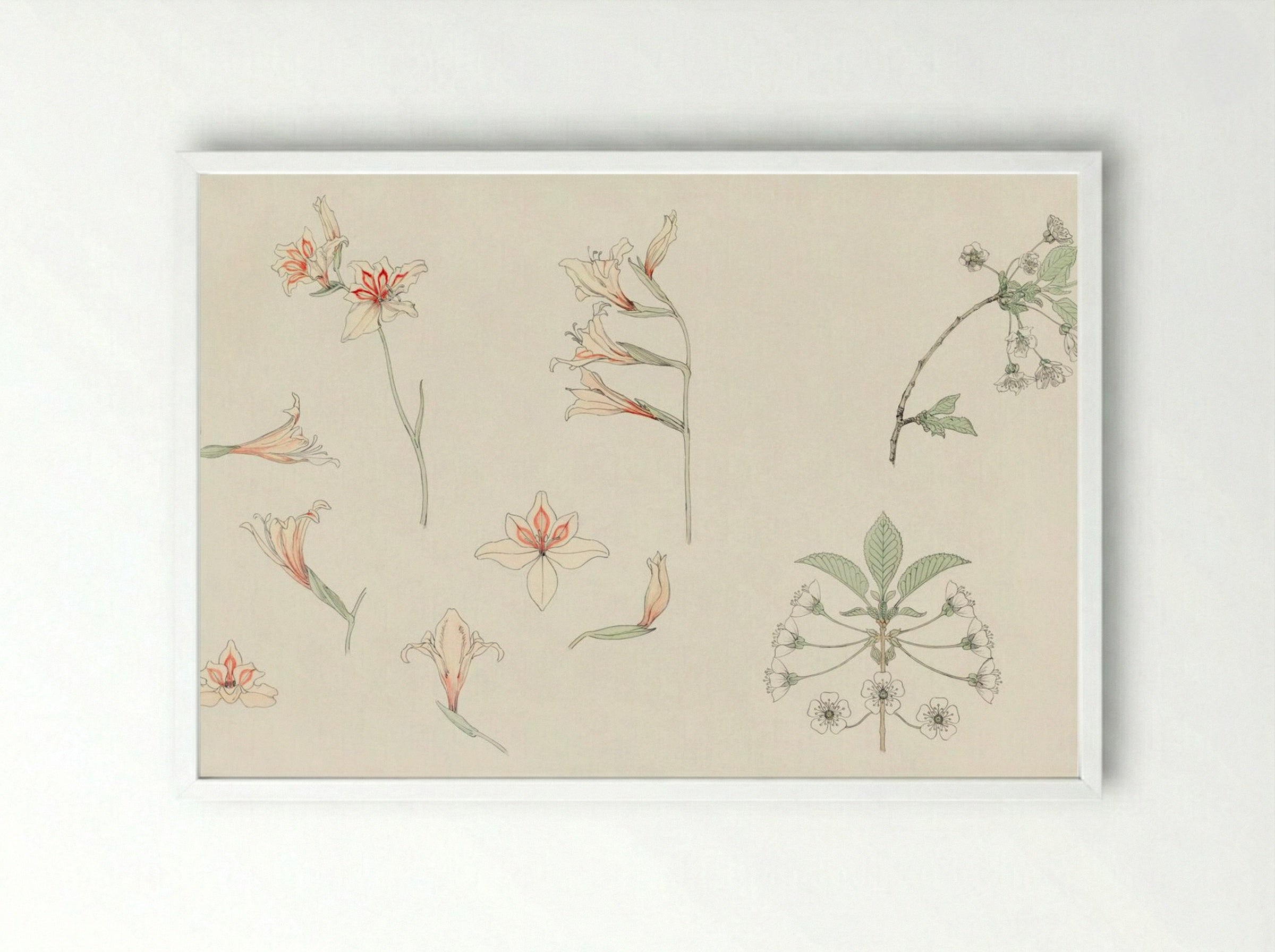 Study Sheet with Gladiolus and Apple Blossom - Julie de Graag - Framed Print White