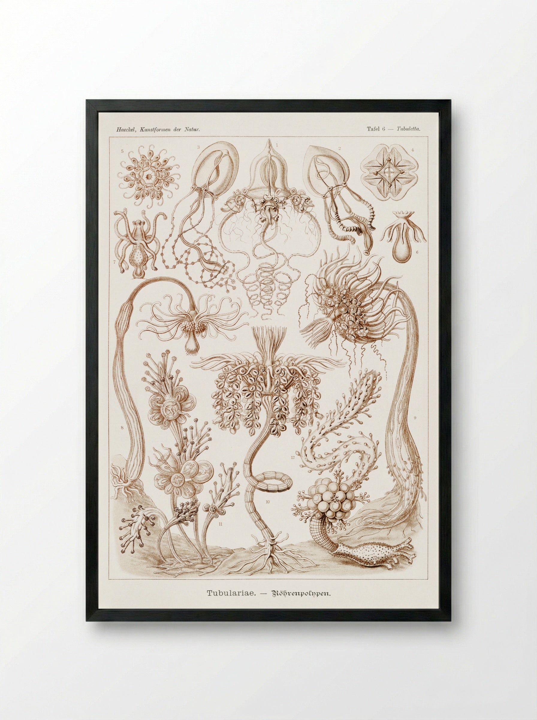 Diatomea-Schachtellinge (1904) - Ernst Haeckel - Framed Print Black