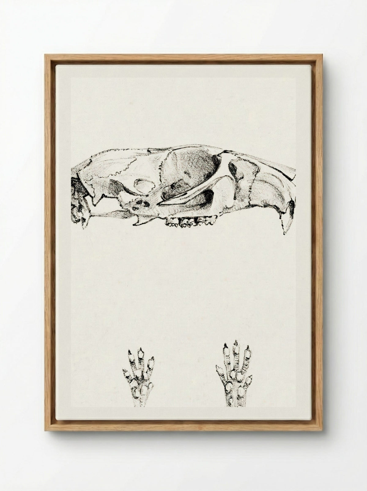 Knaagdierschedels (Rodent Skulls) - Theo van Hoytema - Framed Canvas Wood