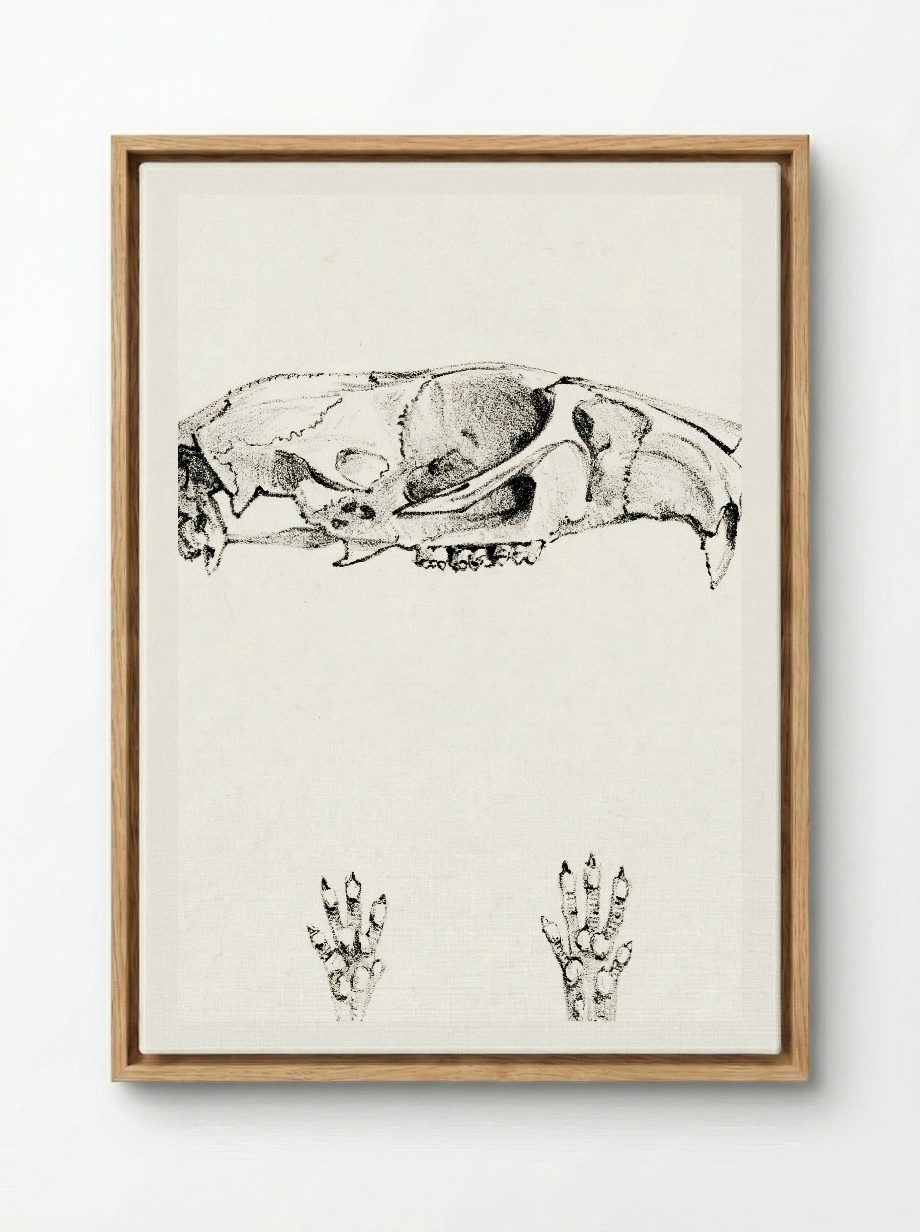 Knaagdierschedels (Rodent Skulls) - Theo van Hoytema - Framed Canvas Wood