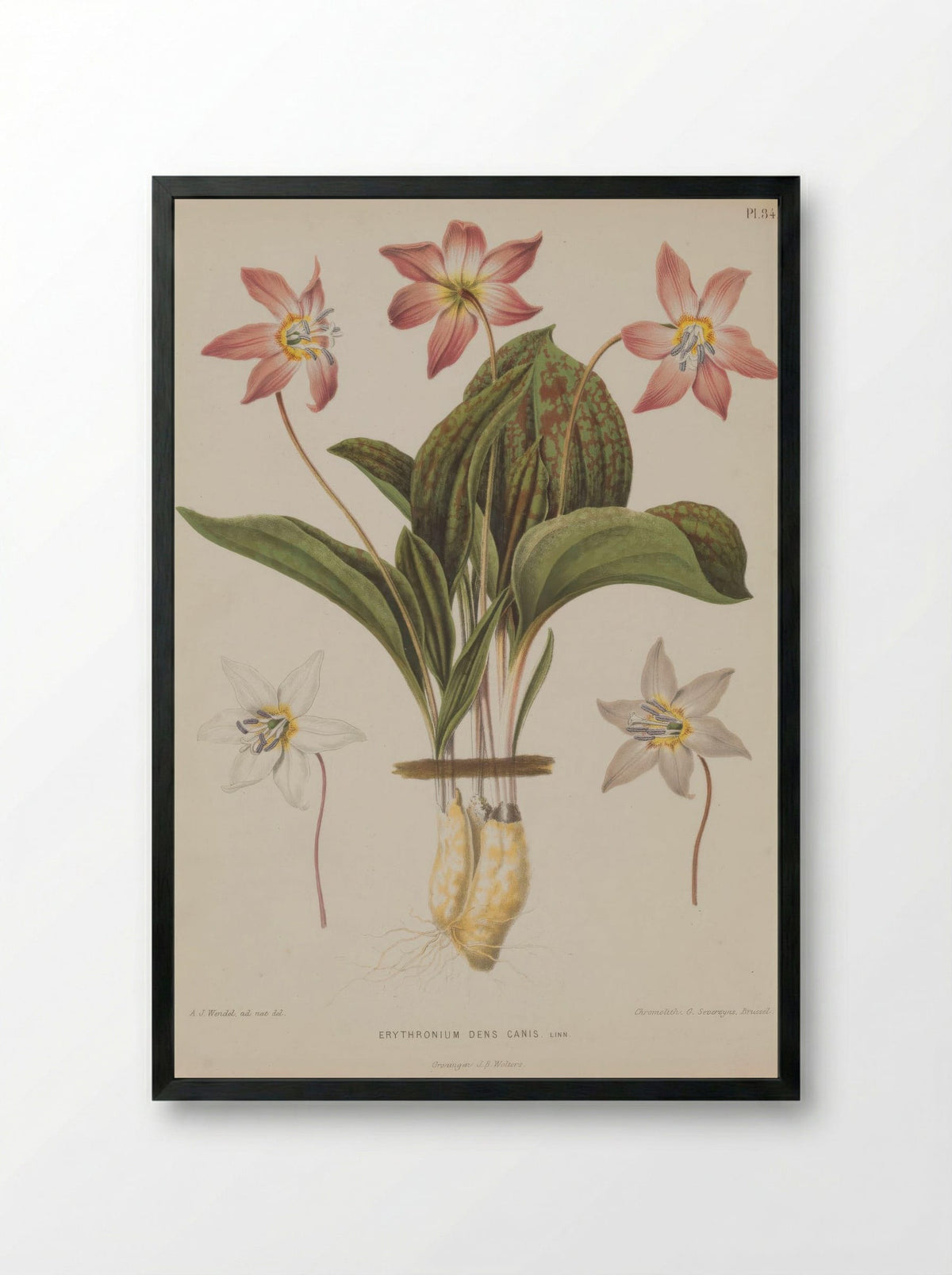 Erythronium Dens Canis L. - A. J. Wendel - Framed Print Black